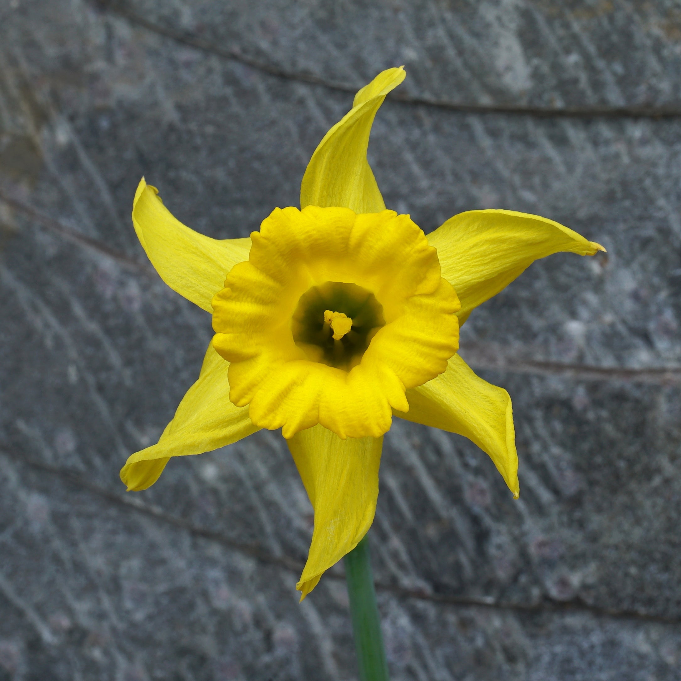 bujei Sierra de Cobra - Special Narcissus - Fluwel
