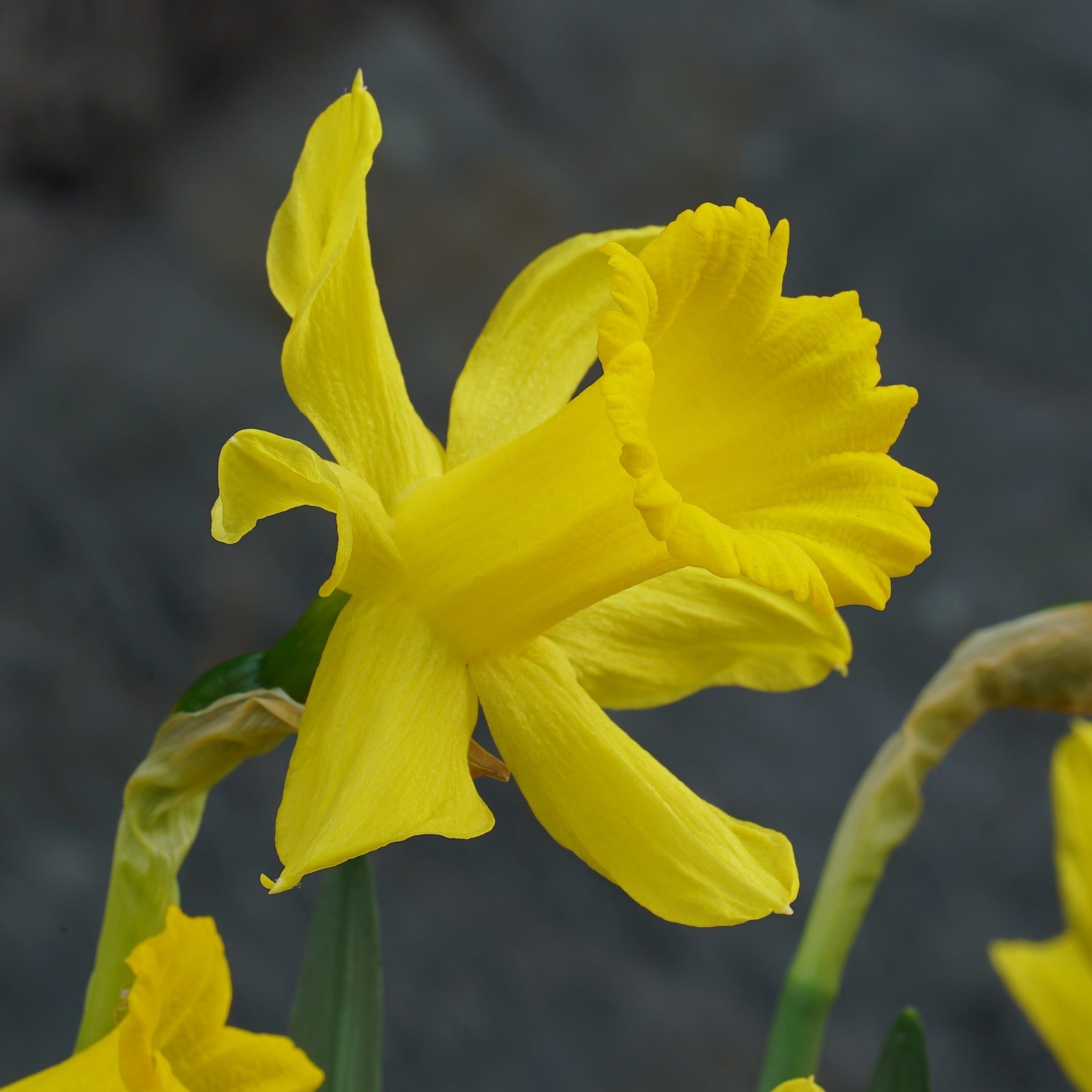 bujei Sierra de Cobra - Special Narcissus - Fluwel