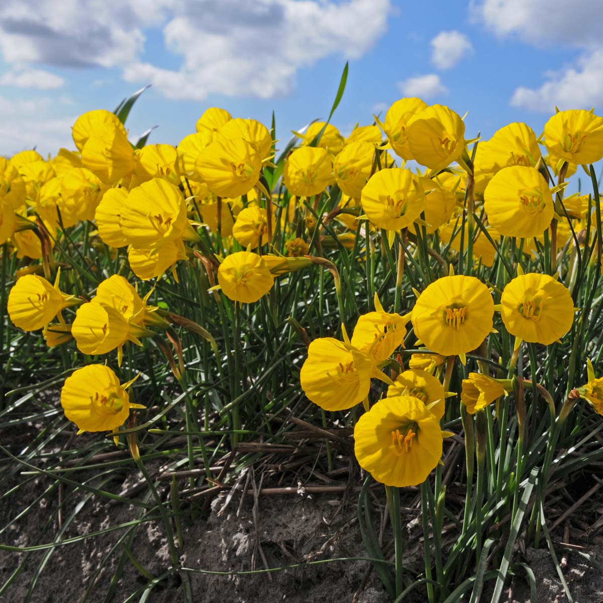 bulbocodium Oxford Gold - Narcissus - Fluwel