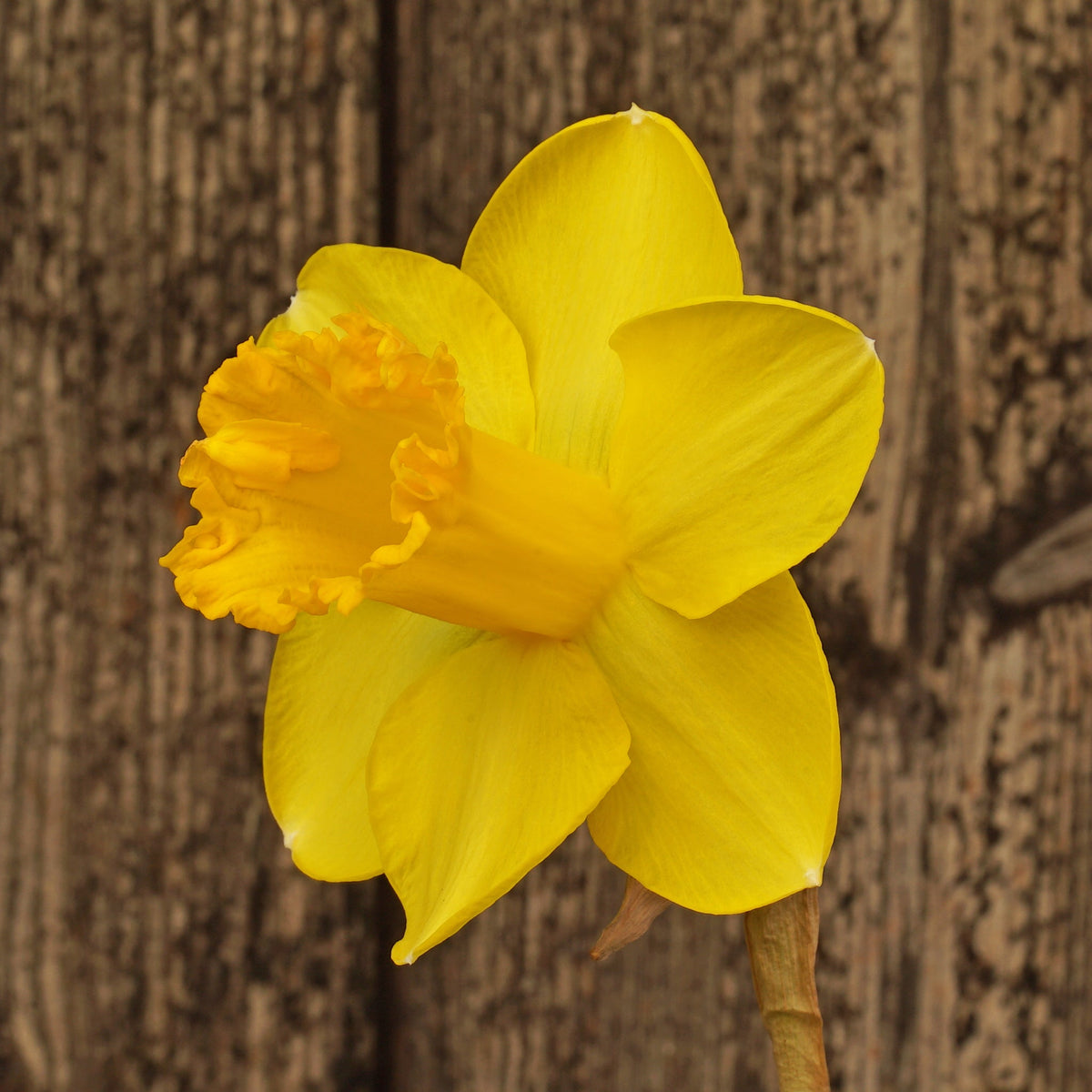 Cameo Gem - Special Narcissus - Fluwel