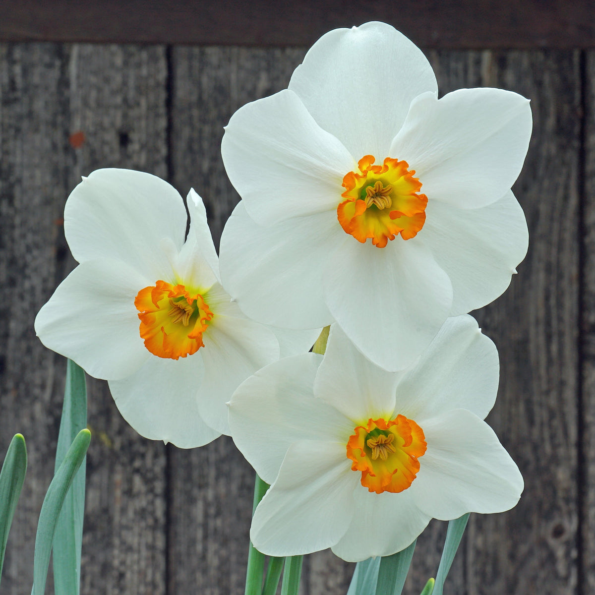 Cameo Marie - Special Narcissus - Fluwel