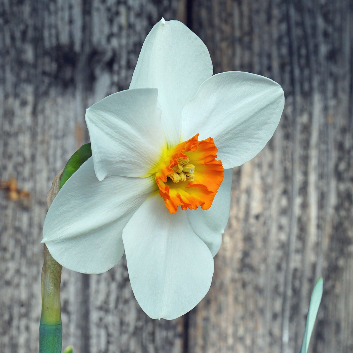 Cameo Marie - Special Narcissus - Fluwel