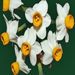 canaliculatis - Special Narcissus - Fluwel