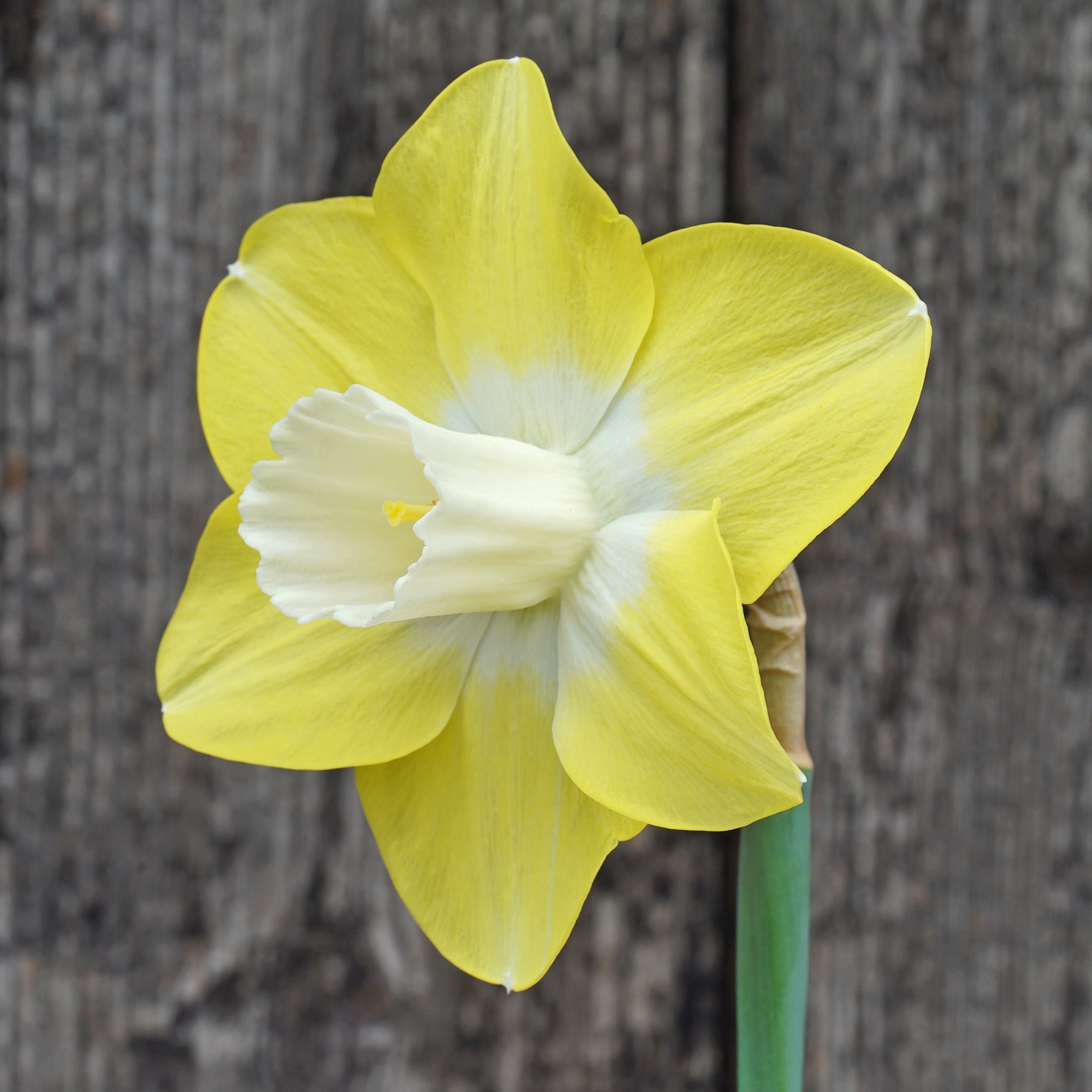 Caribbean Snow - Special Narcissus - Fluwel
