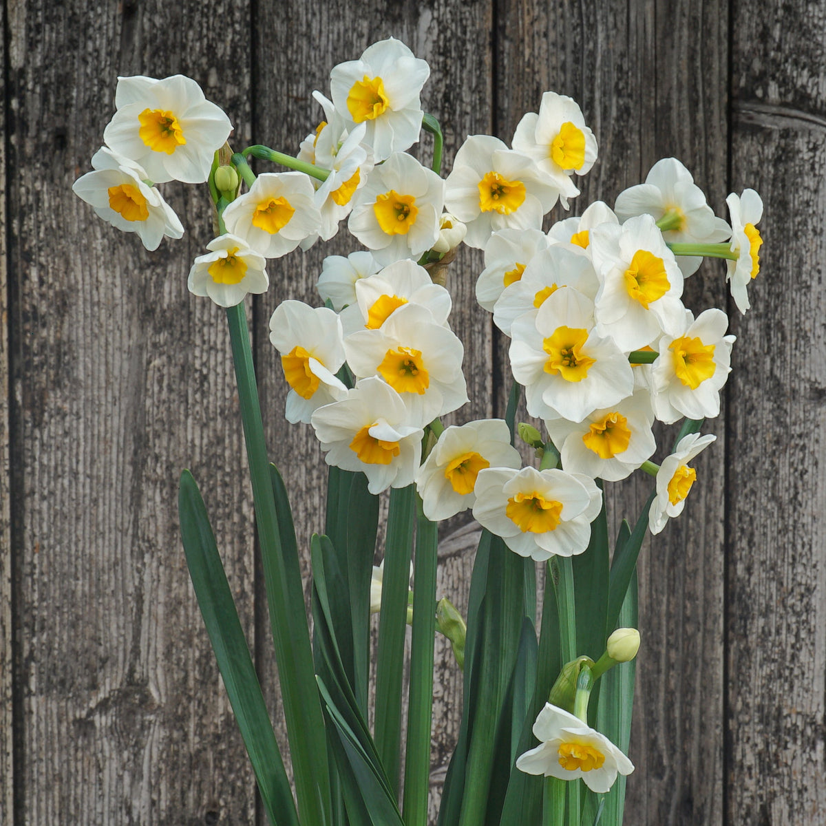 Carra's Favorite - Special Narcissus - Fluwel