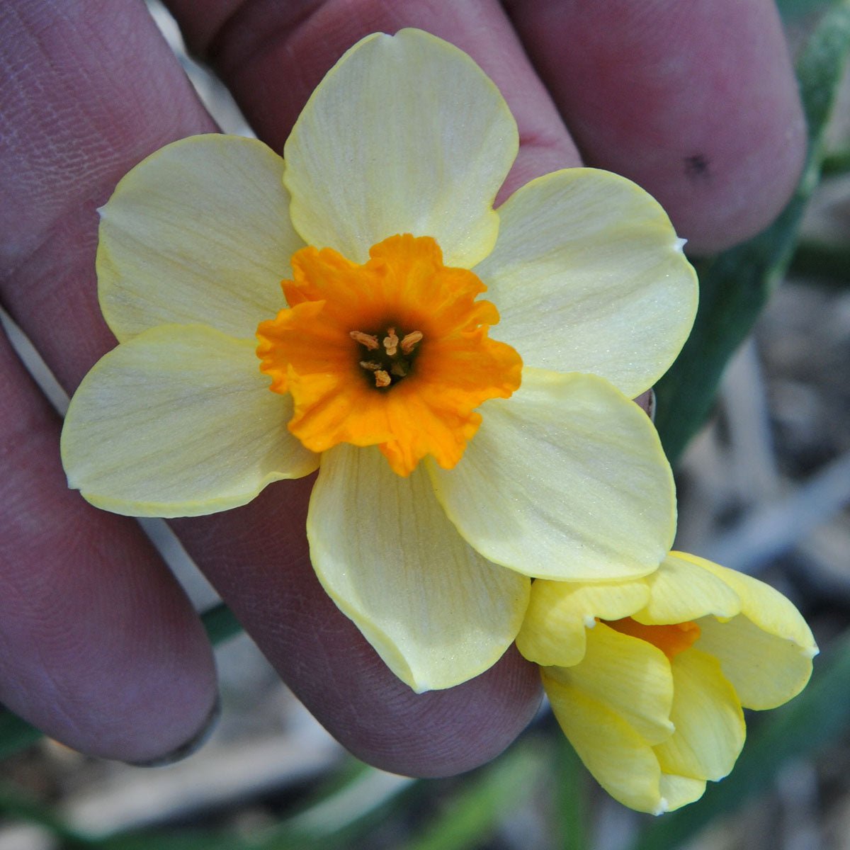 Chappie - Special Narcissus - Fluwel