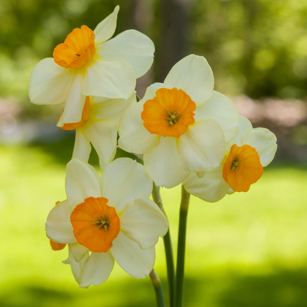 Chappie - Special Narcissus - Fluwel
