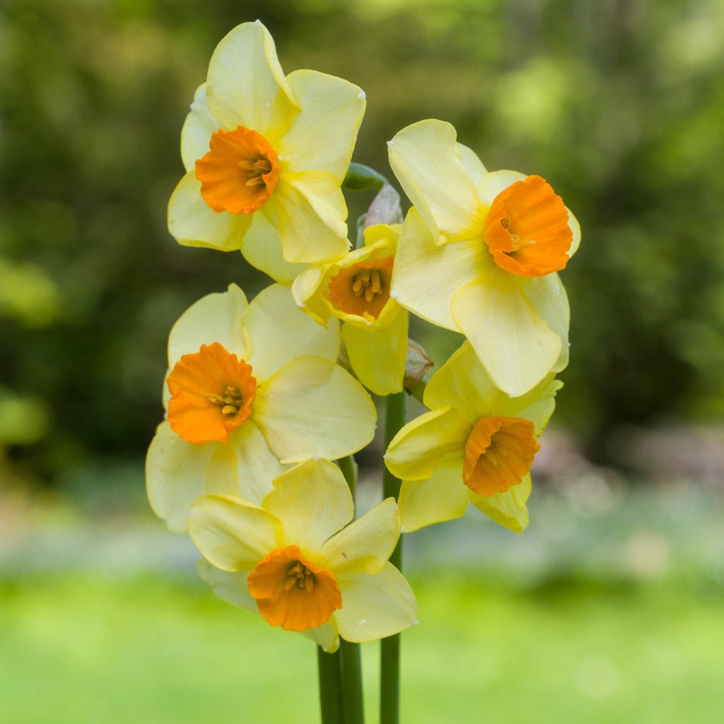 Chappie - Special Narcissus - Fluwel