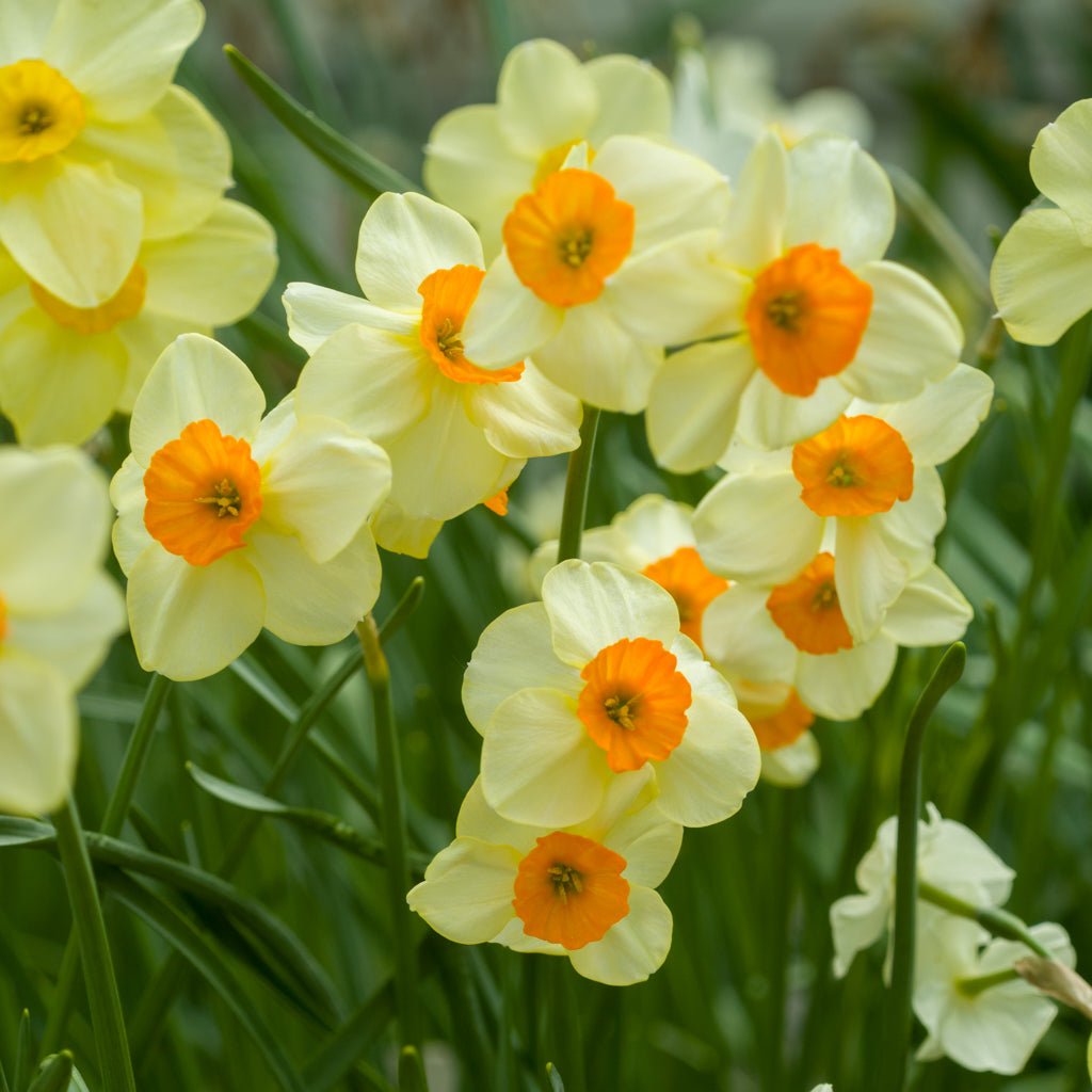 Chappie - Special Narcissus - Fluwel