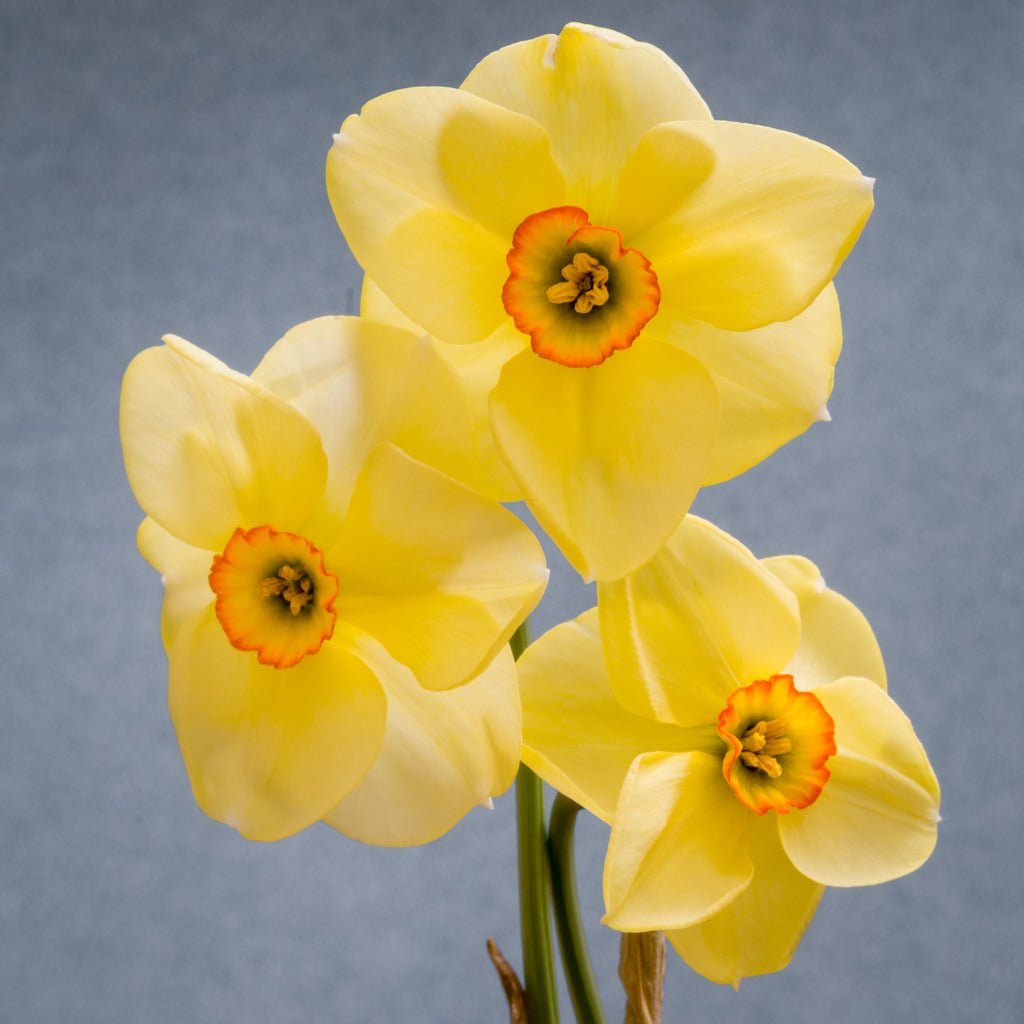 Chinita - Special Narcissus - Fluwel