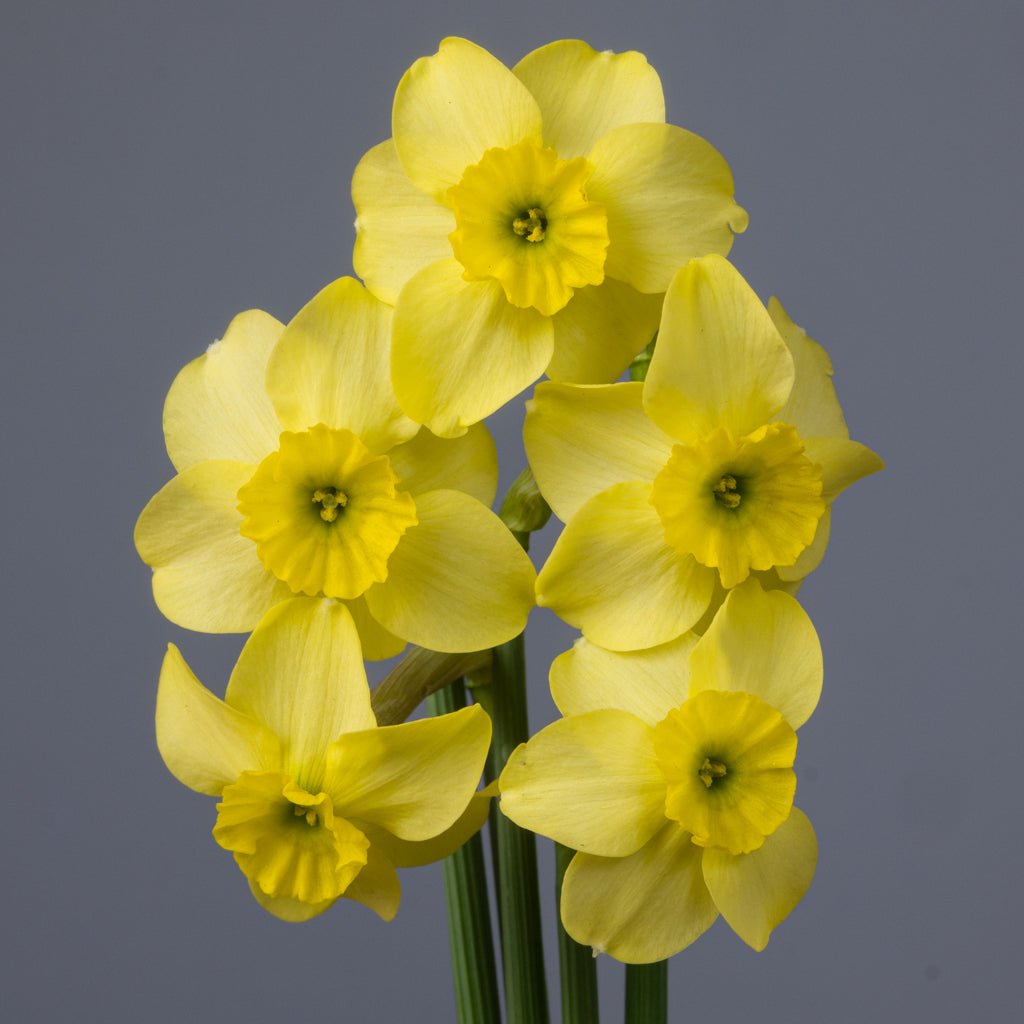 Clare - Special Narcissus - Fluwel
