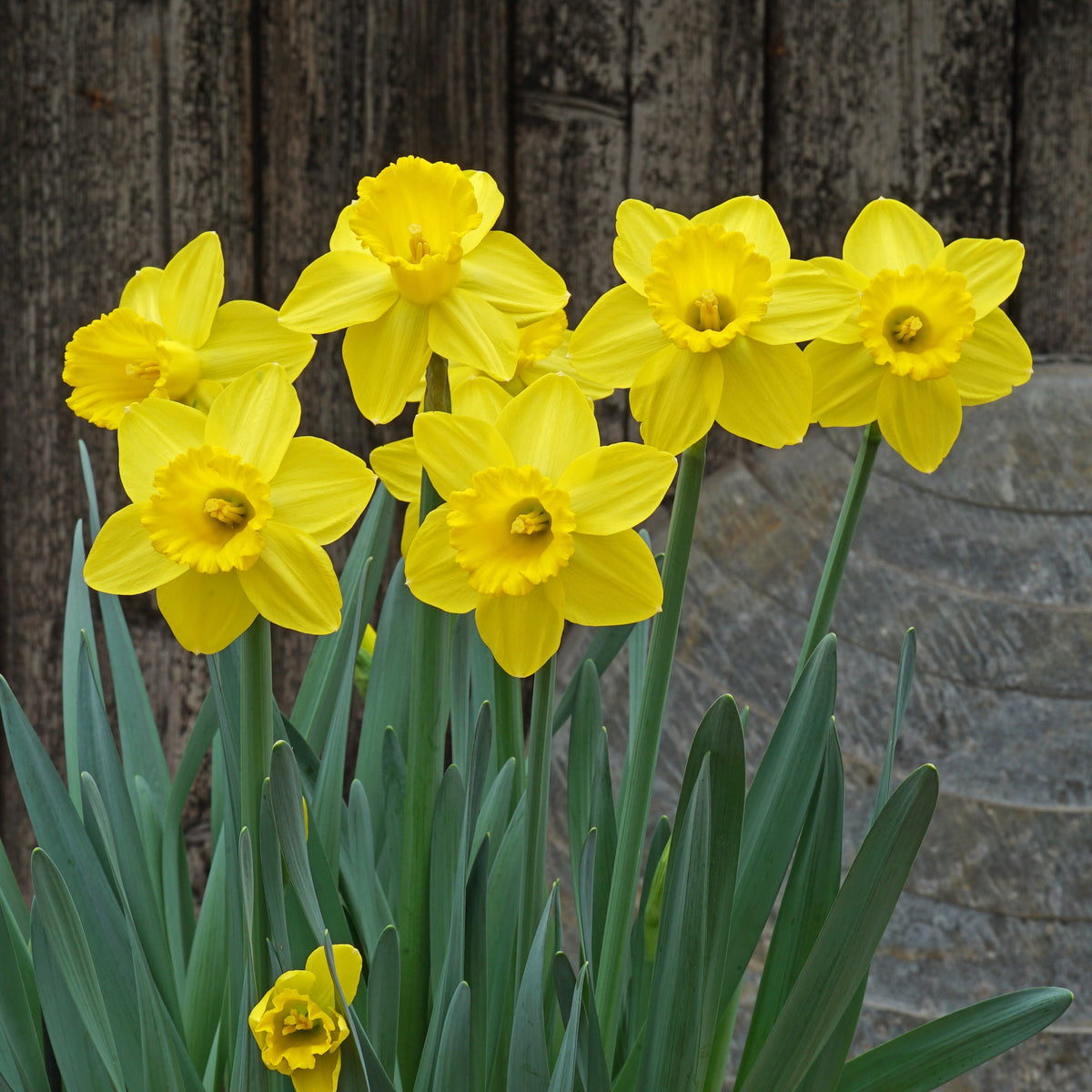 Cock - a - doodle - doo - Special Narcissus - Fluwel