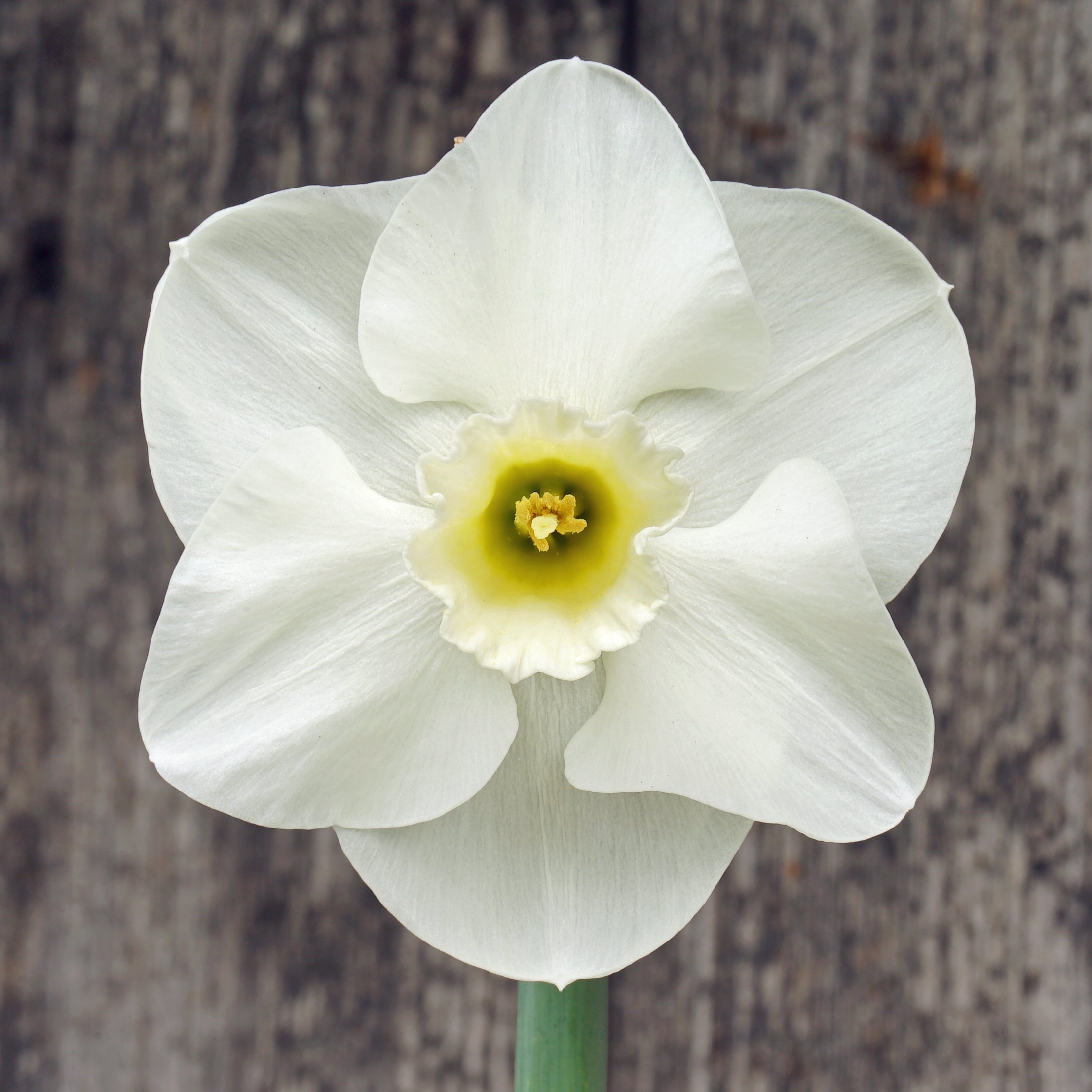 Cold Play - Special Narcissus - Fluwel