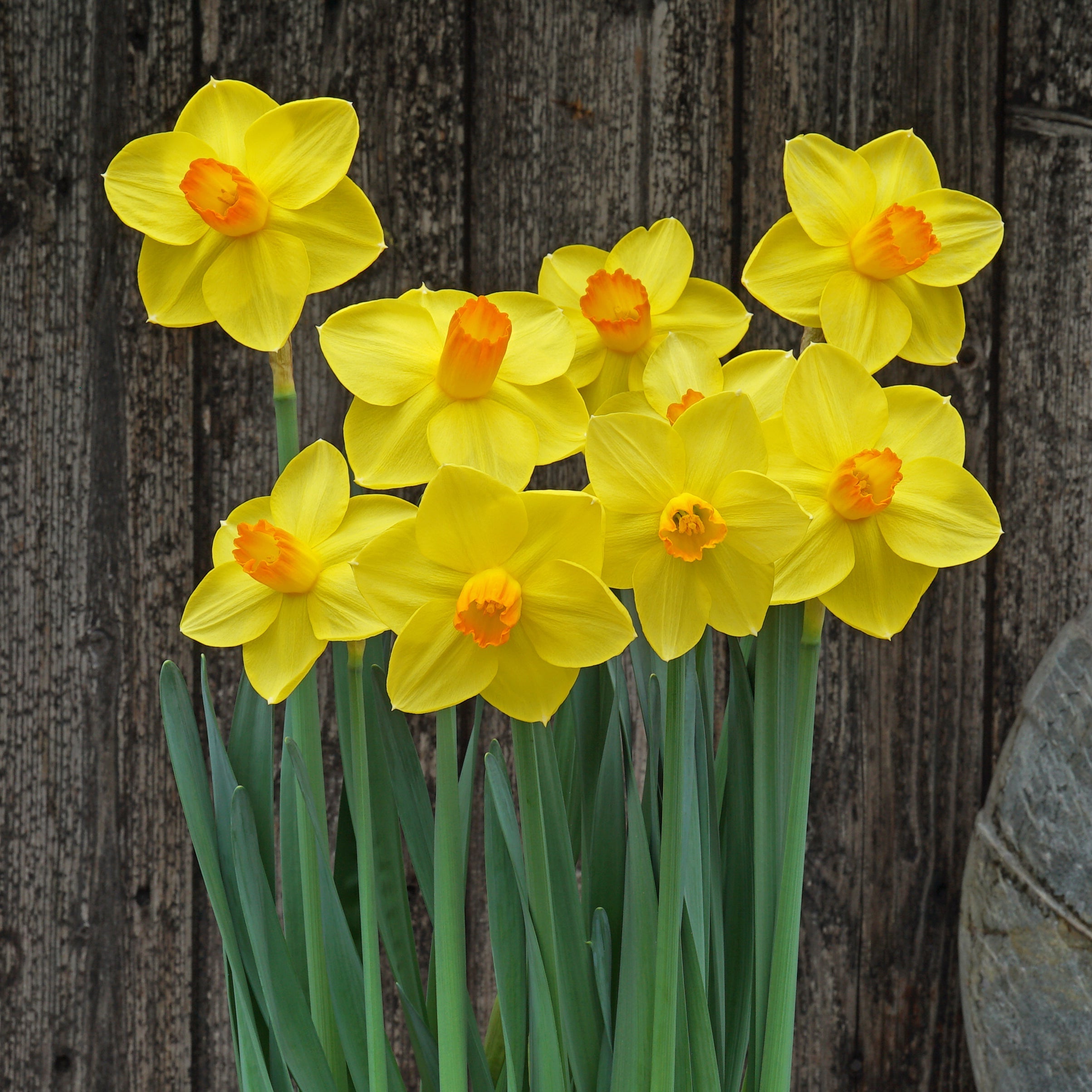 Corby Candle - Special Narcissus - Fluwel