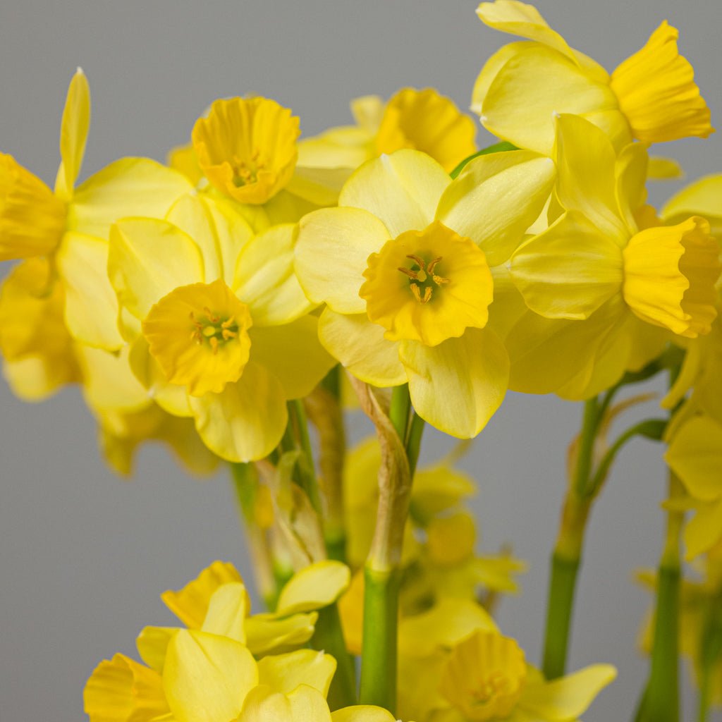 Cornish Chuckles - Narcissus - Fluwel