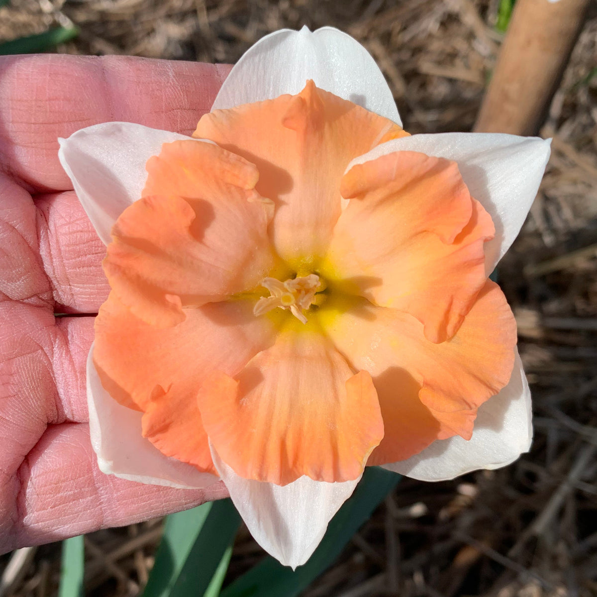 Cosine - Special Narcissus - Fluwel