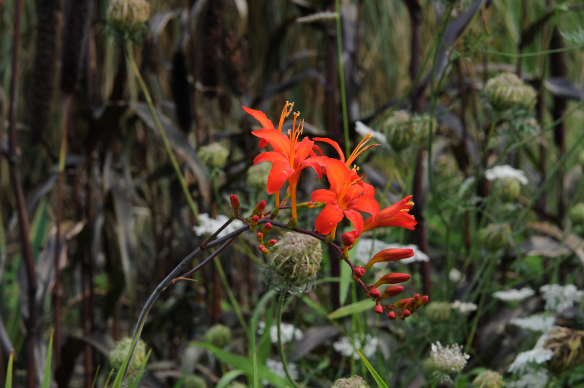 Crocosmia Lucifer - Summer special bulbs - Fluwel