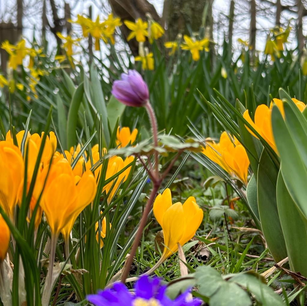 Crocus flavus Golden Yellow - Crocuses - Fluwel