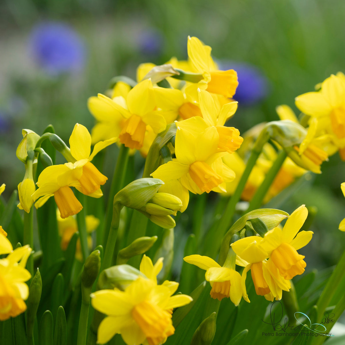 Cyclataz - Special Narcissus - Fluwel
