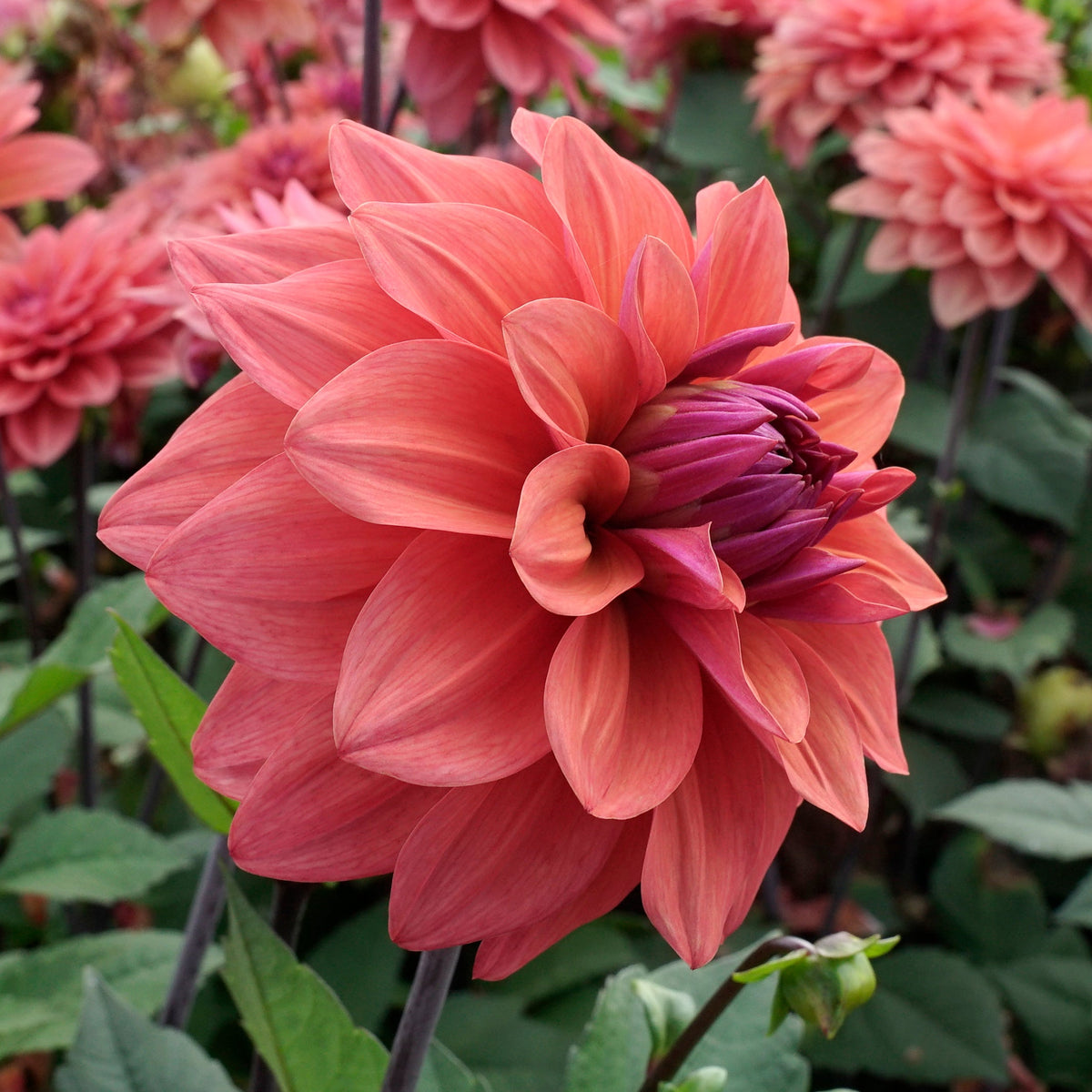 Dahlia American Dawn - Dahlias - Fluwel