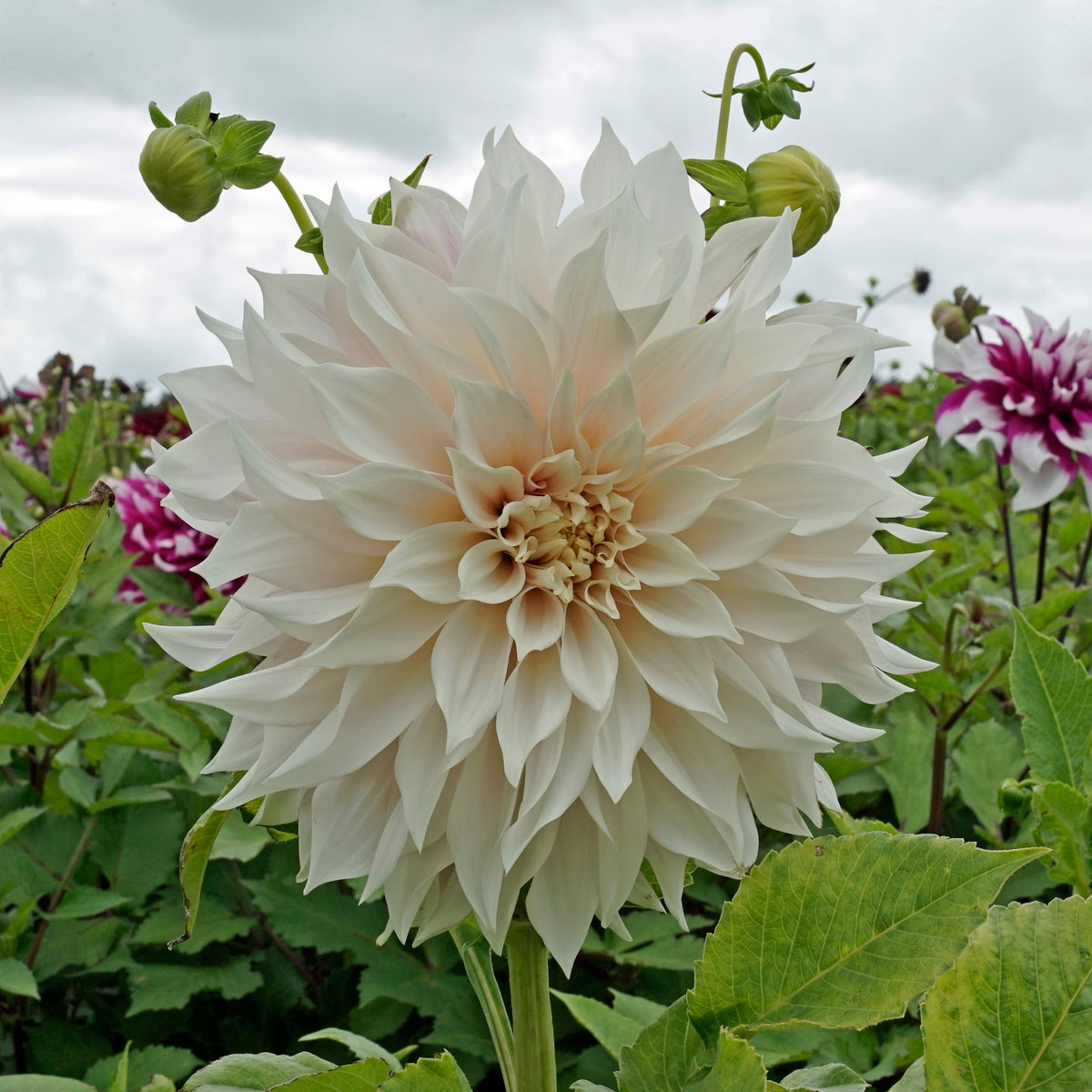 Dahlia Café au Lait - Dahlias - Fluwel