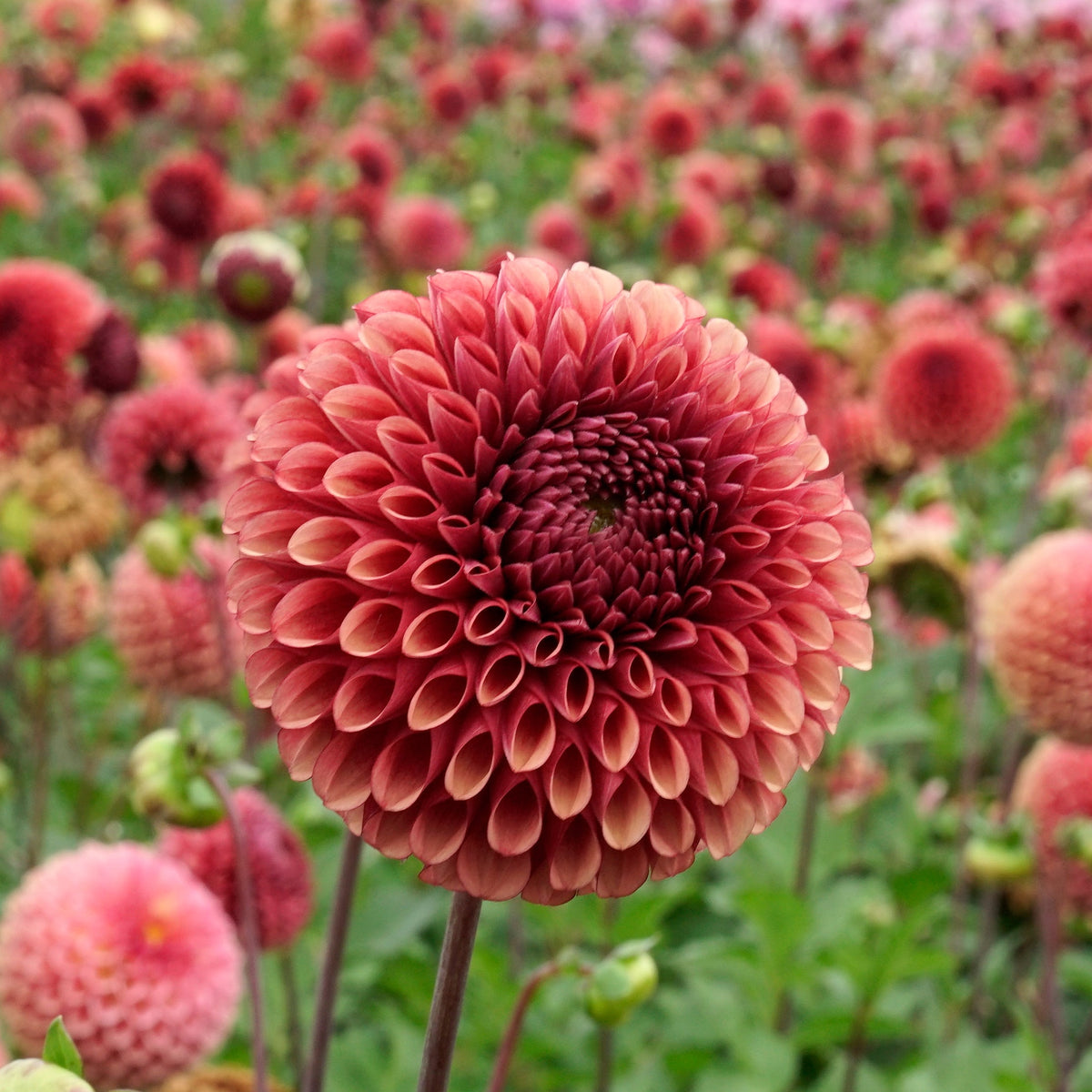Dahlia Copperboy - Dahlias - Fluwel