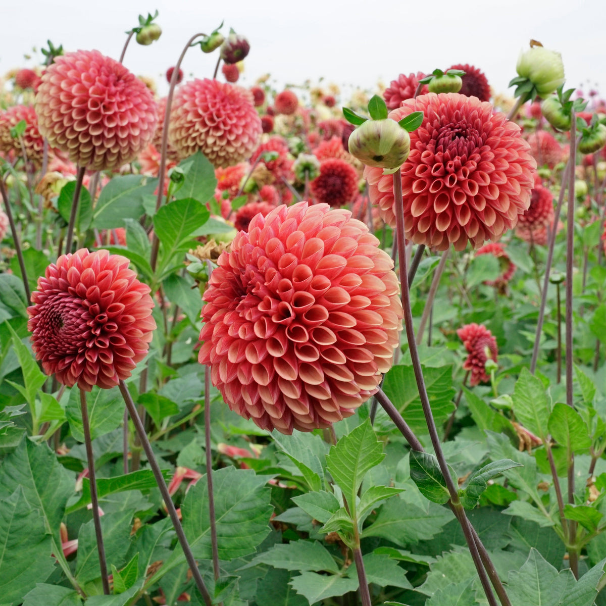 Dahlia Copperboy - Dahlias - Fluwel