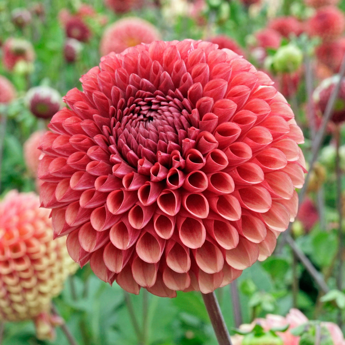 Dahlia Copperboy - Dahlias - Fluwel