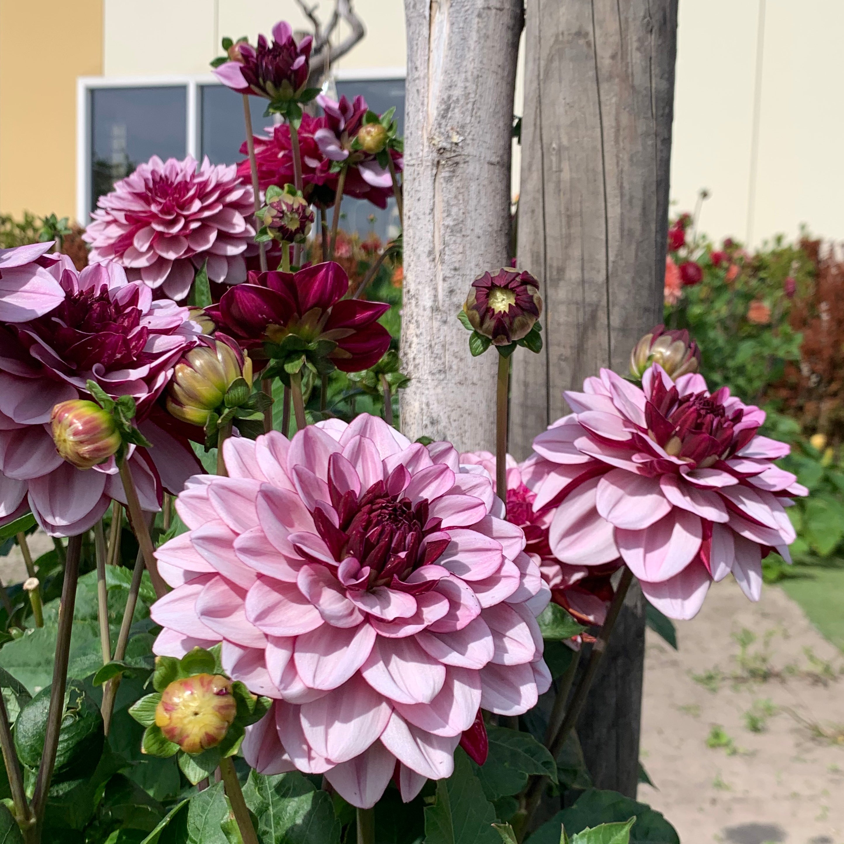 Dahlia Crême de Cassis - Dahlias - Fluwel