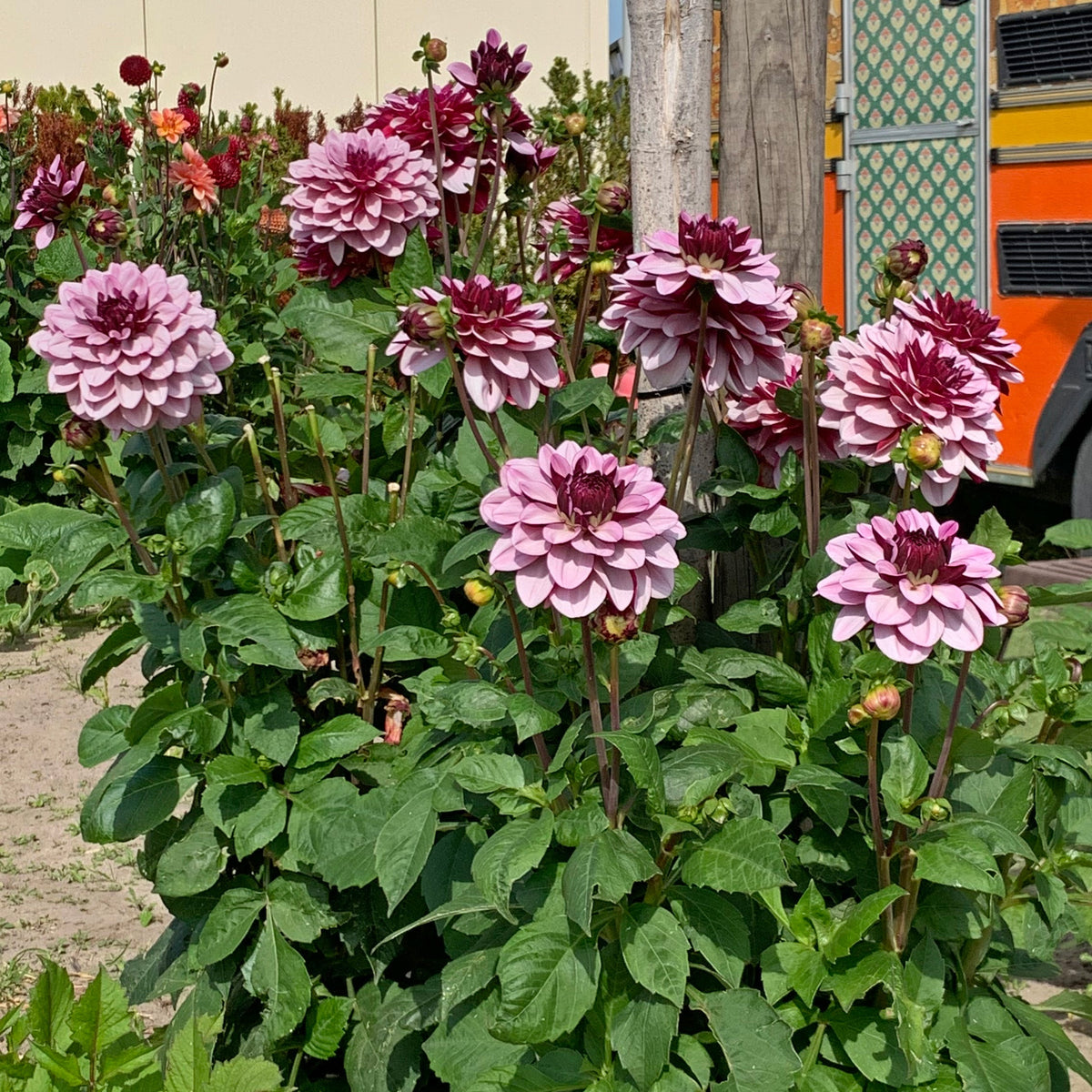 Dahlia Crême de Cassis - Dahlias - Fluwel
