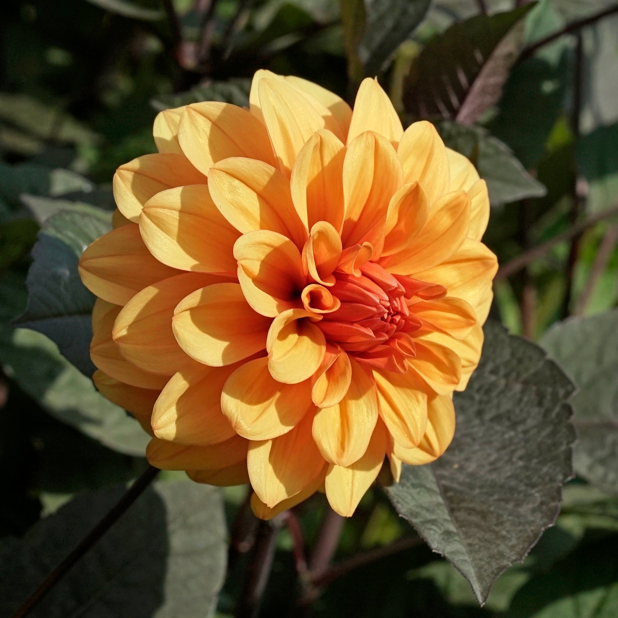 Dahlia David Howard - Dahlias - Fluwel