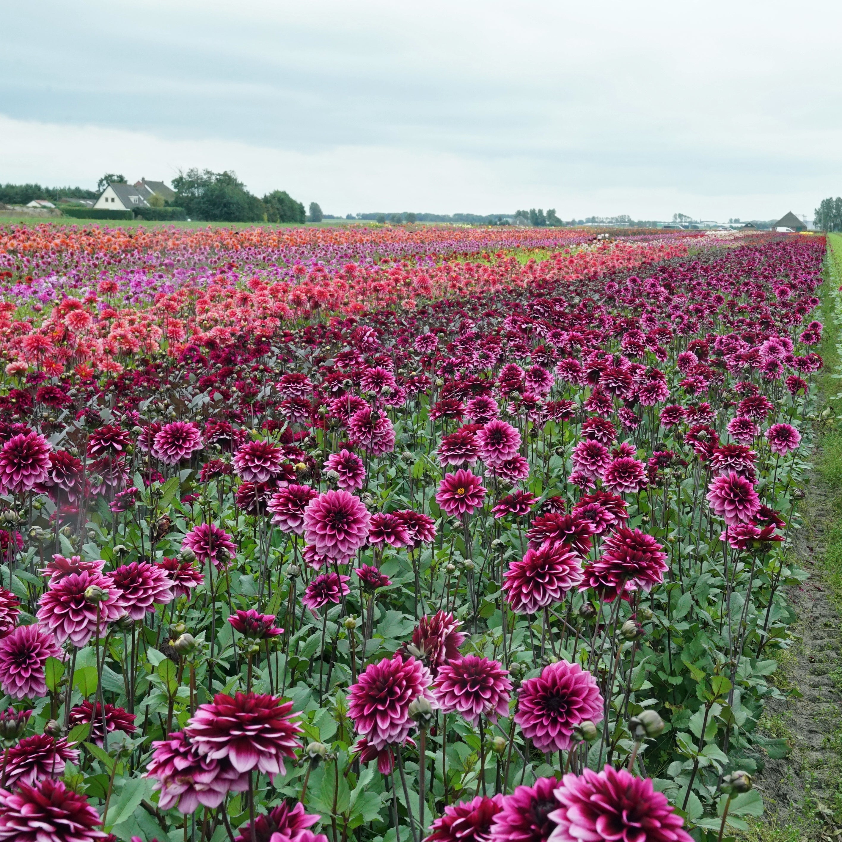 Dahlia Davina Michelle - Dahlias - Fluwel
