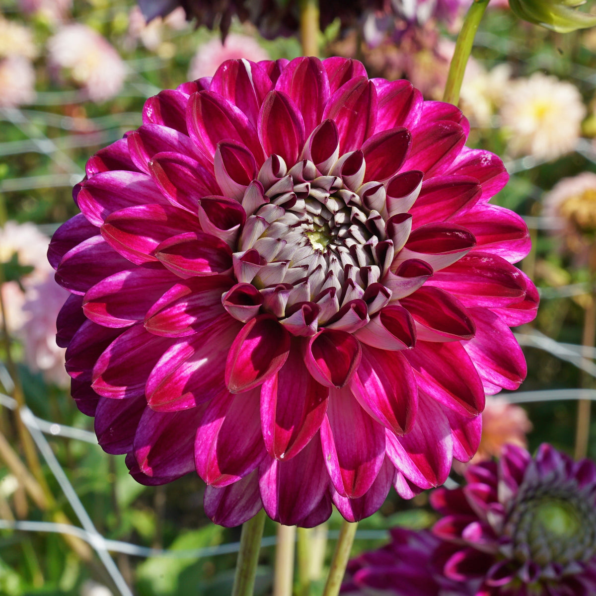 Dahlia Embassy - Dahlias - Fluwel