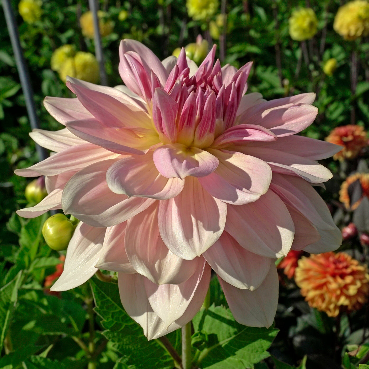 Dahlia Fairway Pilot - Dahlias - Fluwel