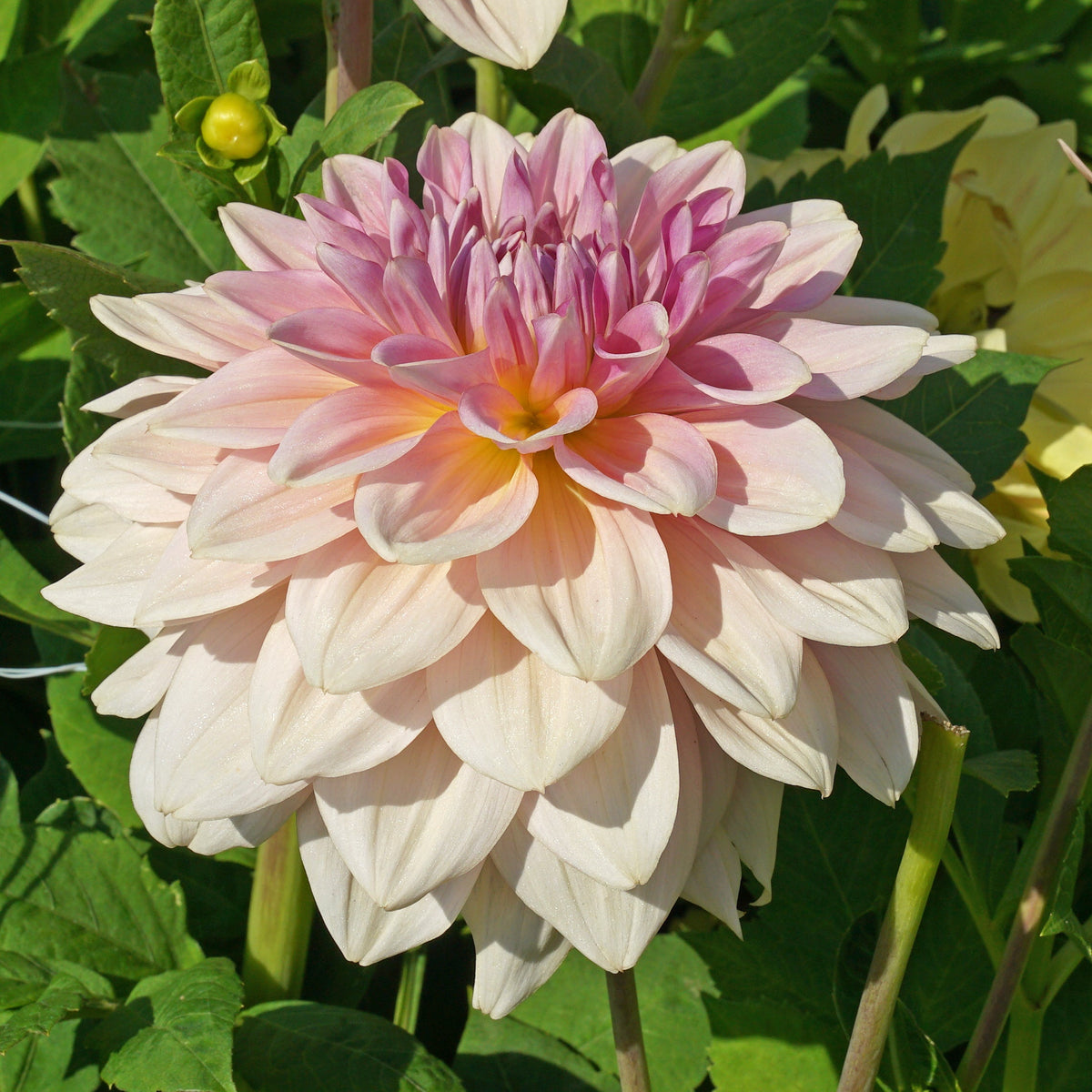 Dahlia Fairway Pilot - Dahlias - Fluwel