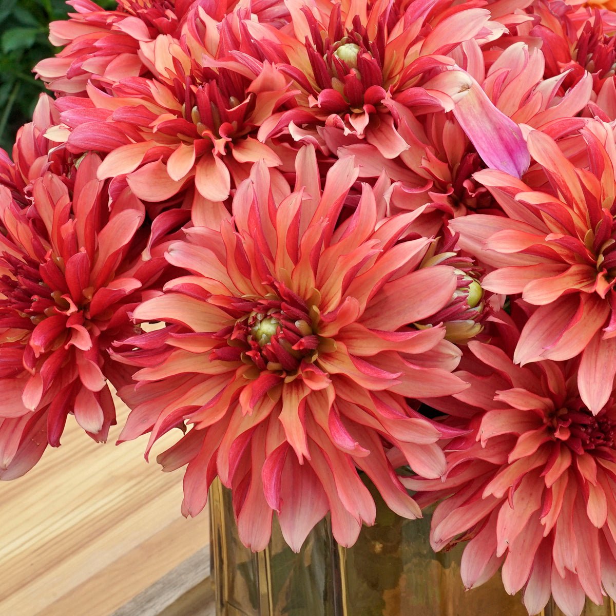 Dahlia Gallery Art Deco - Dahlias - Fluwel