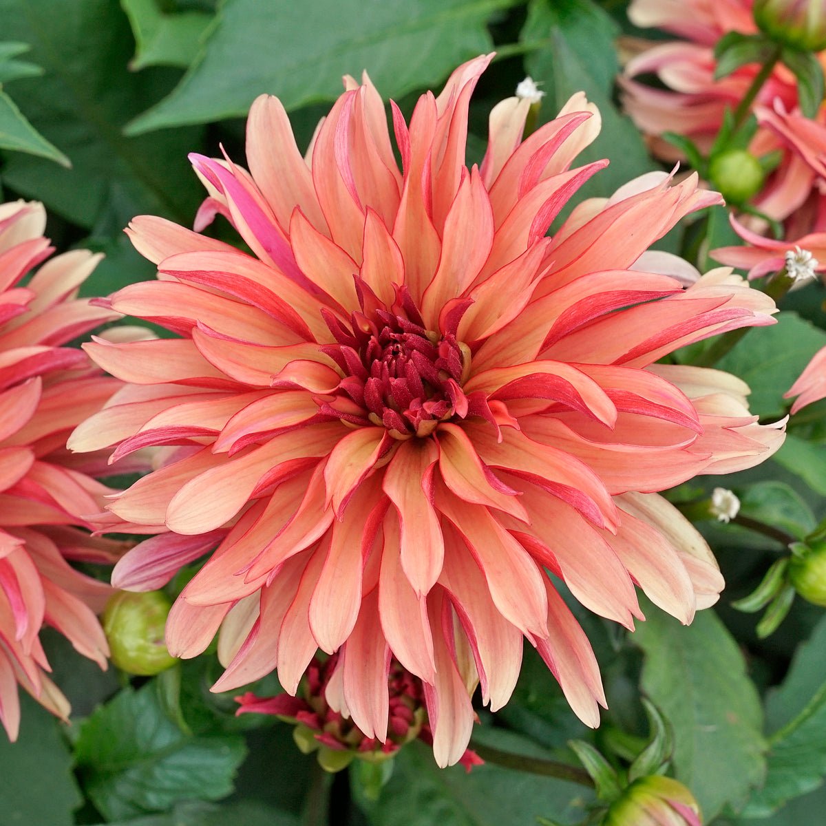 Dahlia Gallery Art Deco - Dahlias - Fluwel
