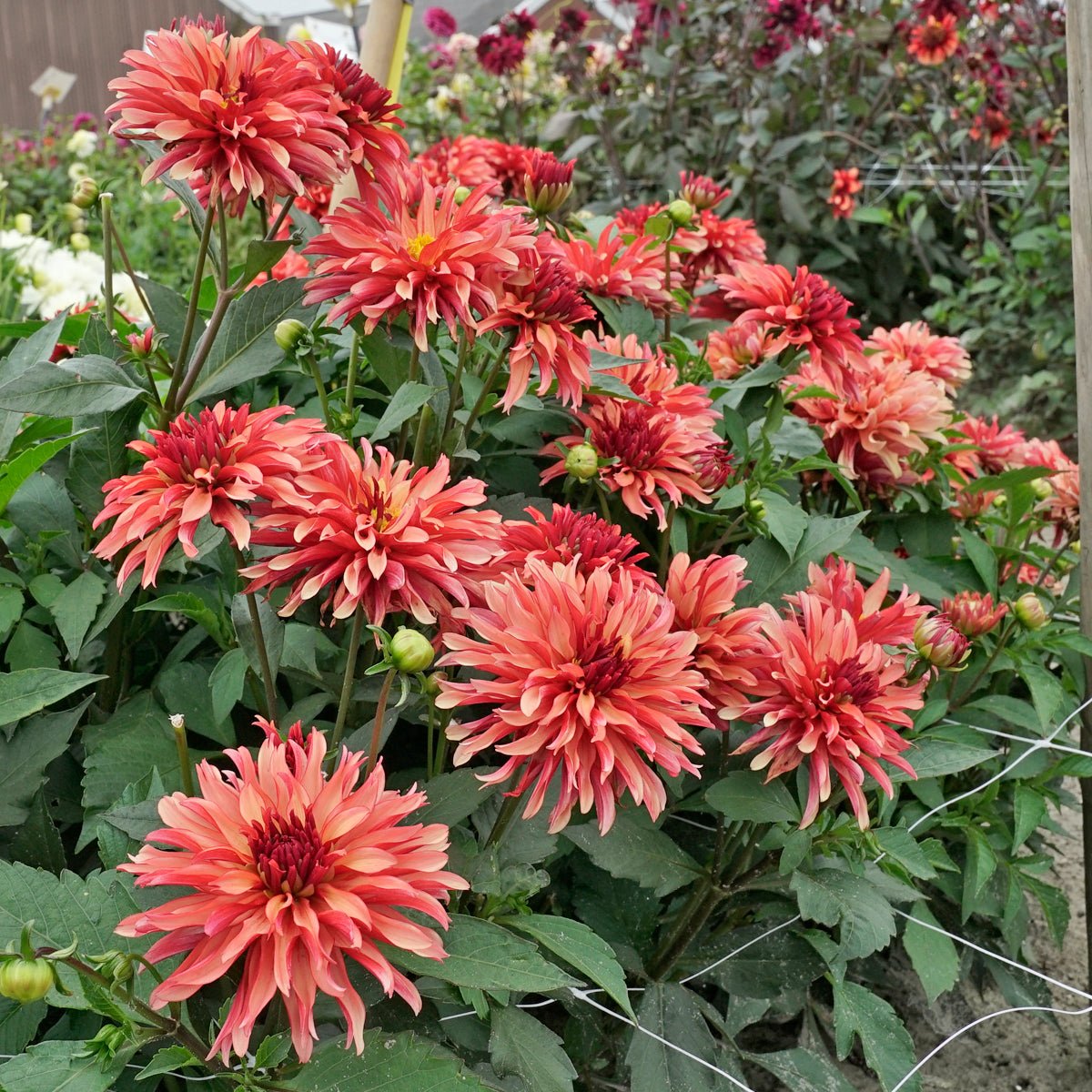 Dahlia Gallery Art Deco - Dahlias - Fluwel