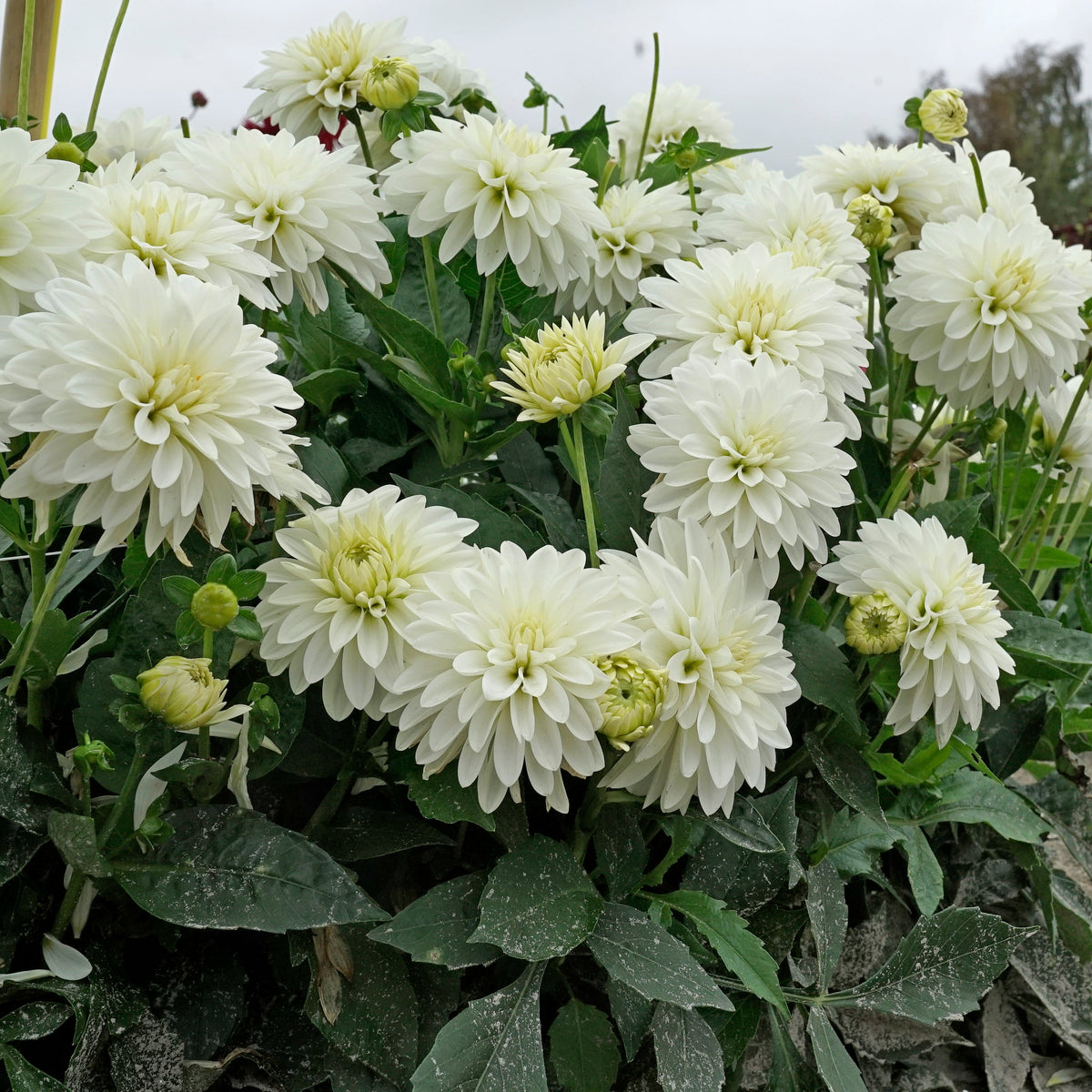 Dahlia Gallery Art Fair - Dahlias - Fluwel