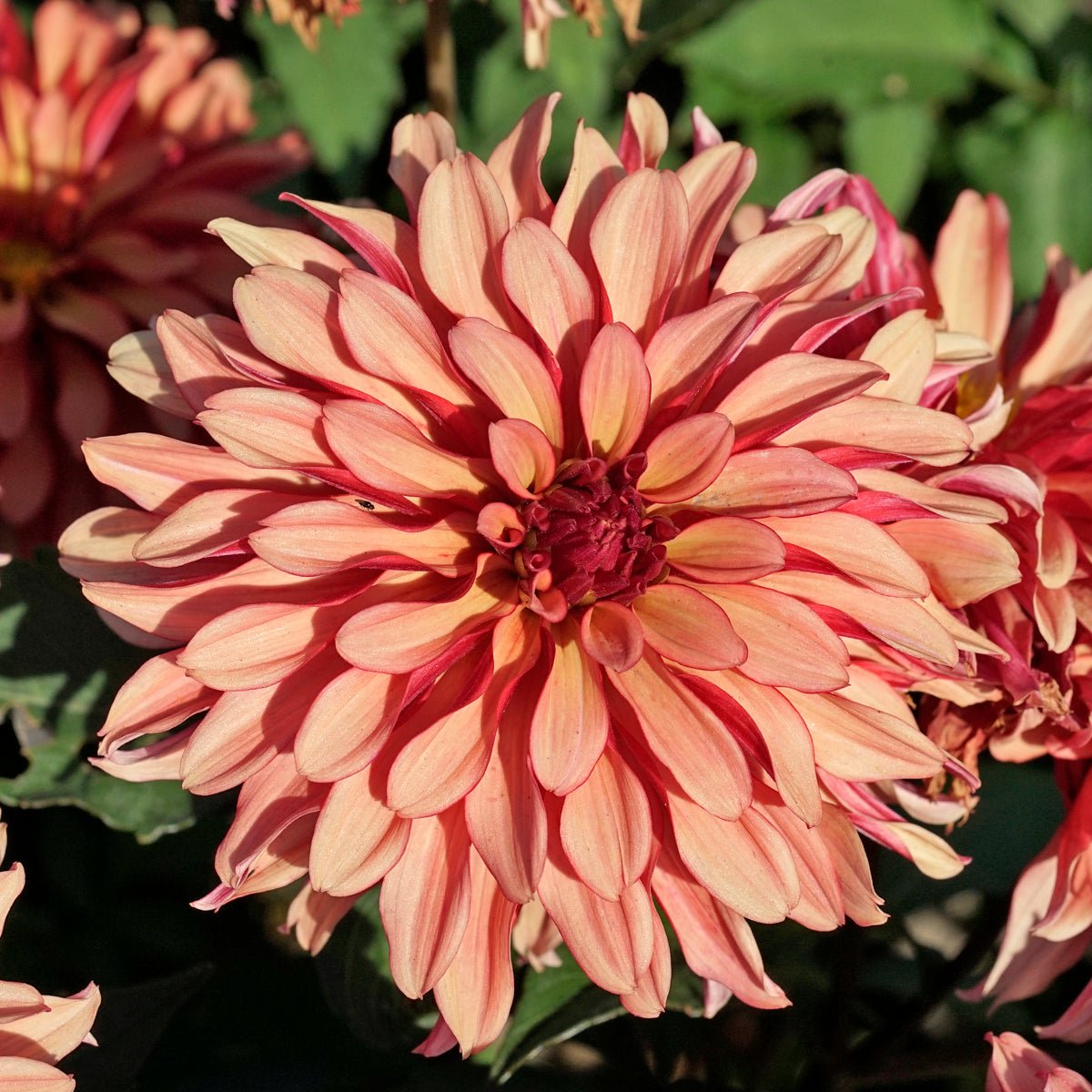 Dahlia Gallery Triple - Dahlias - Fluwel