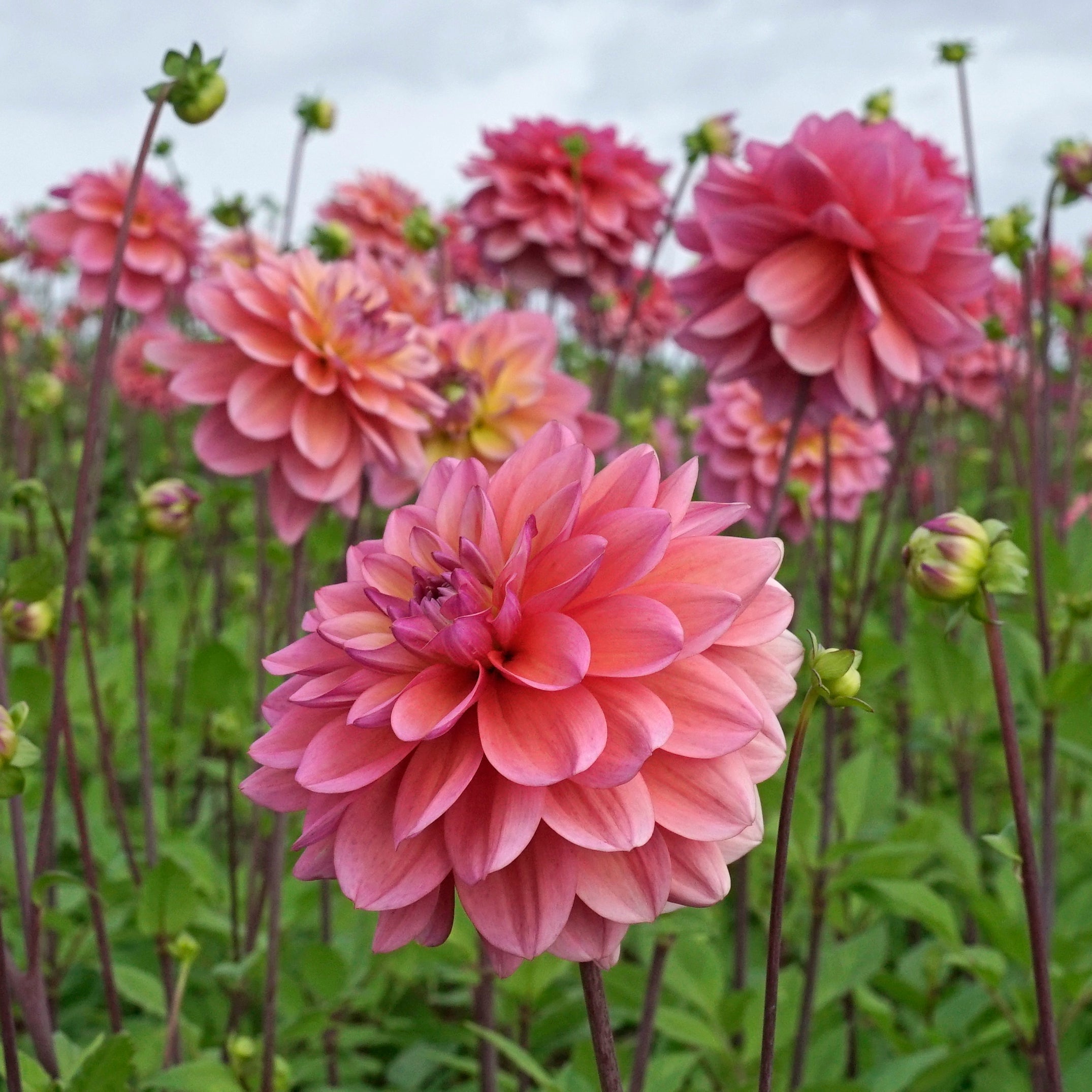 Dahlia Great Silence - Dahlias - Fluwel