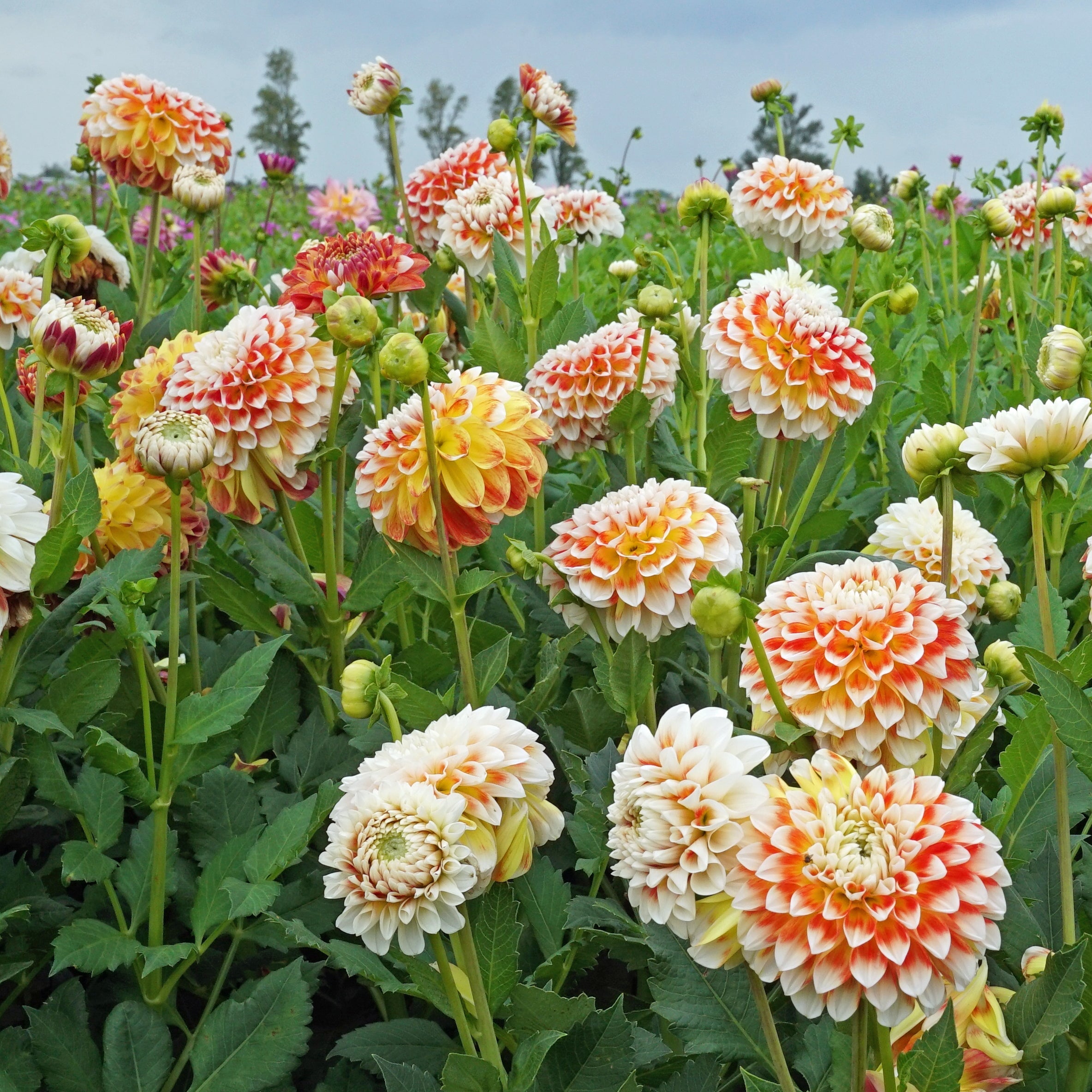 Dahlia Jowey Fantasy - Dahlias - Fluwel