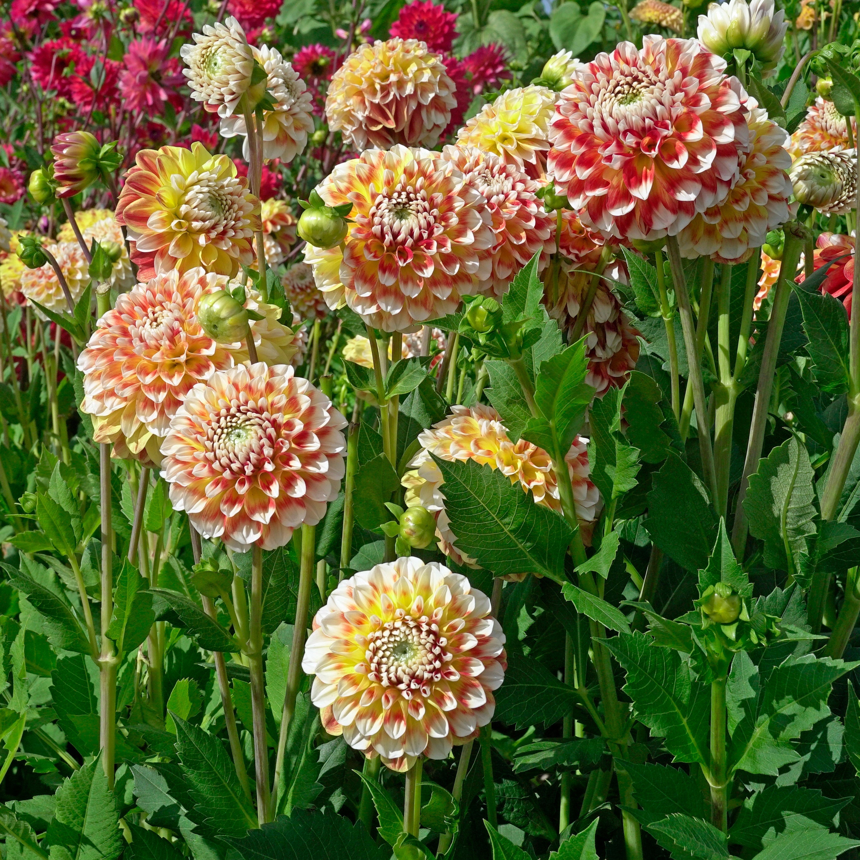 Dahlia Jowey Fantasy - Dahlias - Fluwel