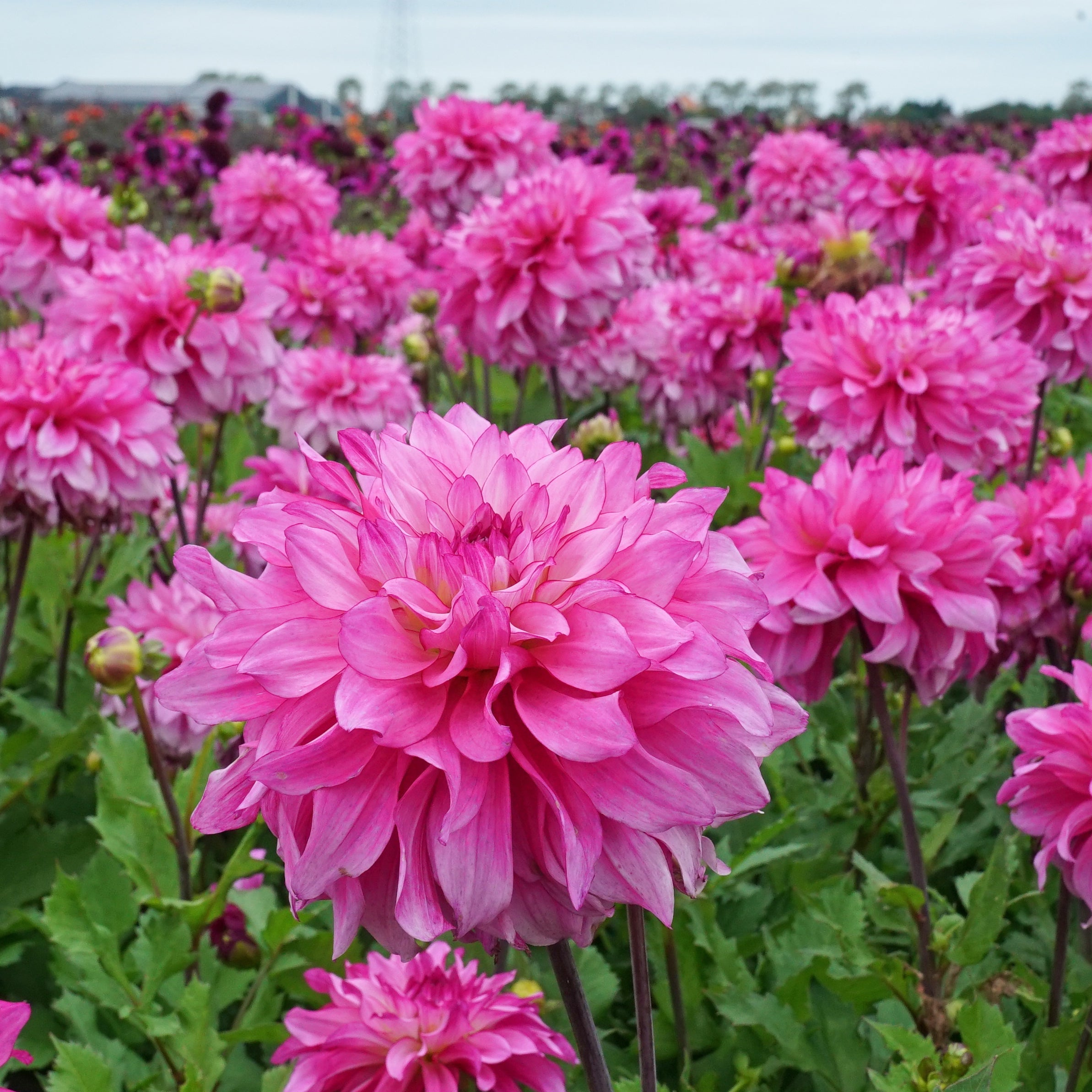 Dahlia Lizz Baaij - Dahlias - Fluwel
