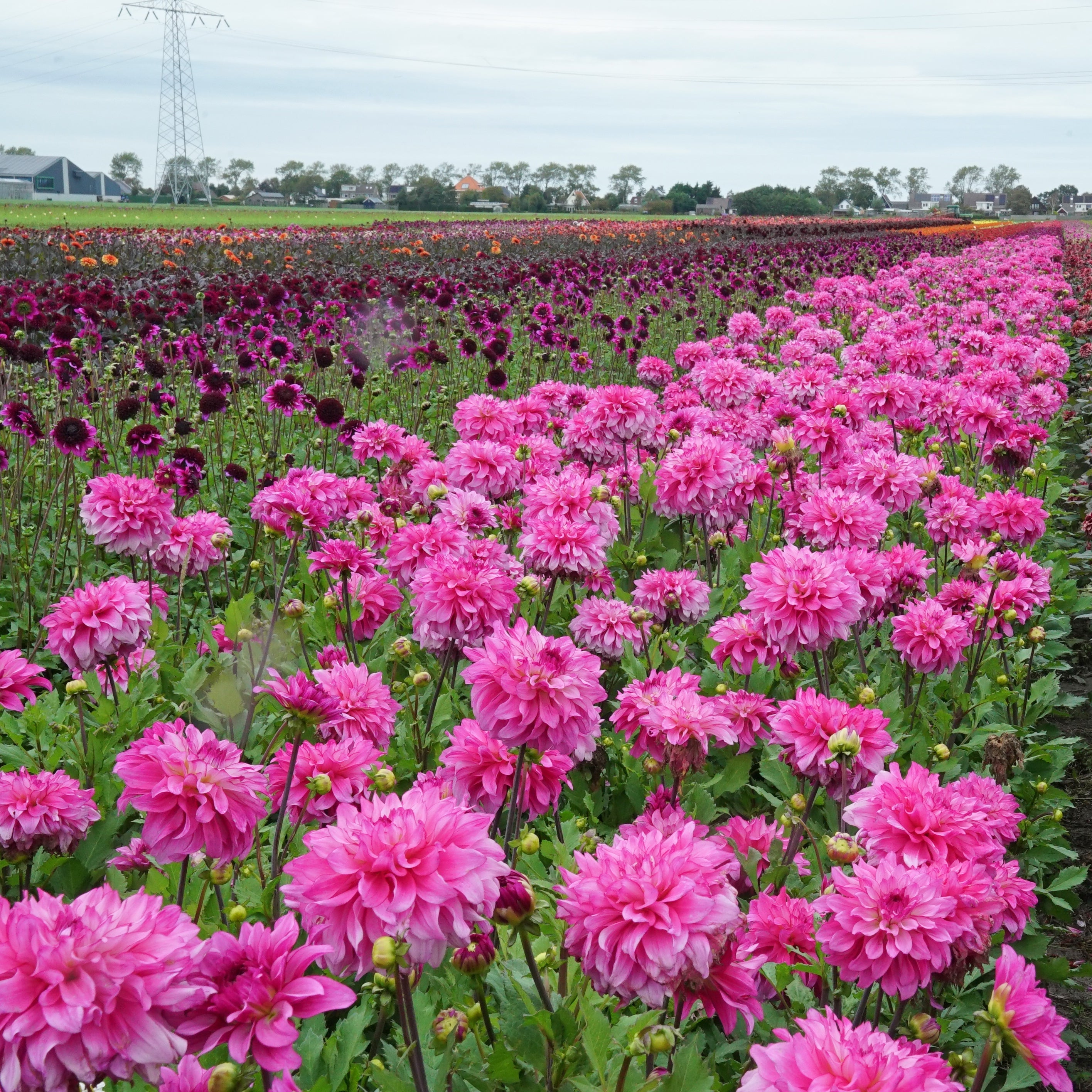 Dahlia Lizz Baaij - Dahlias - Fluwel
