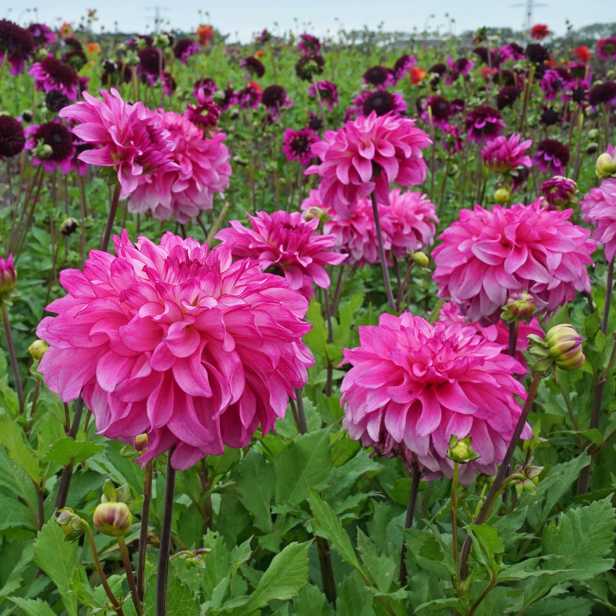 Dahlia Lizz Baaij - Dahlias - Fluwel