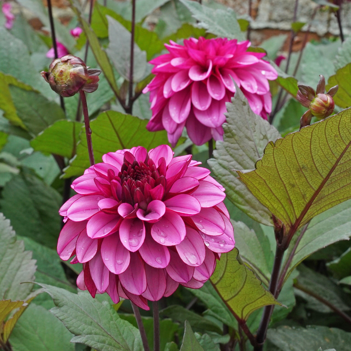 Dahlia Melissa Anna Marijke - Dahlias - Fluwel