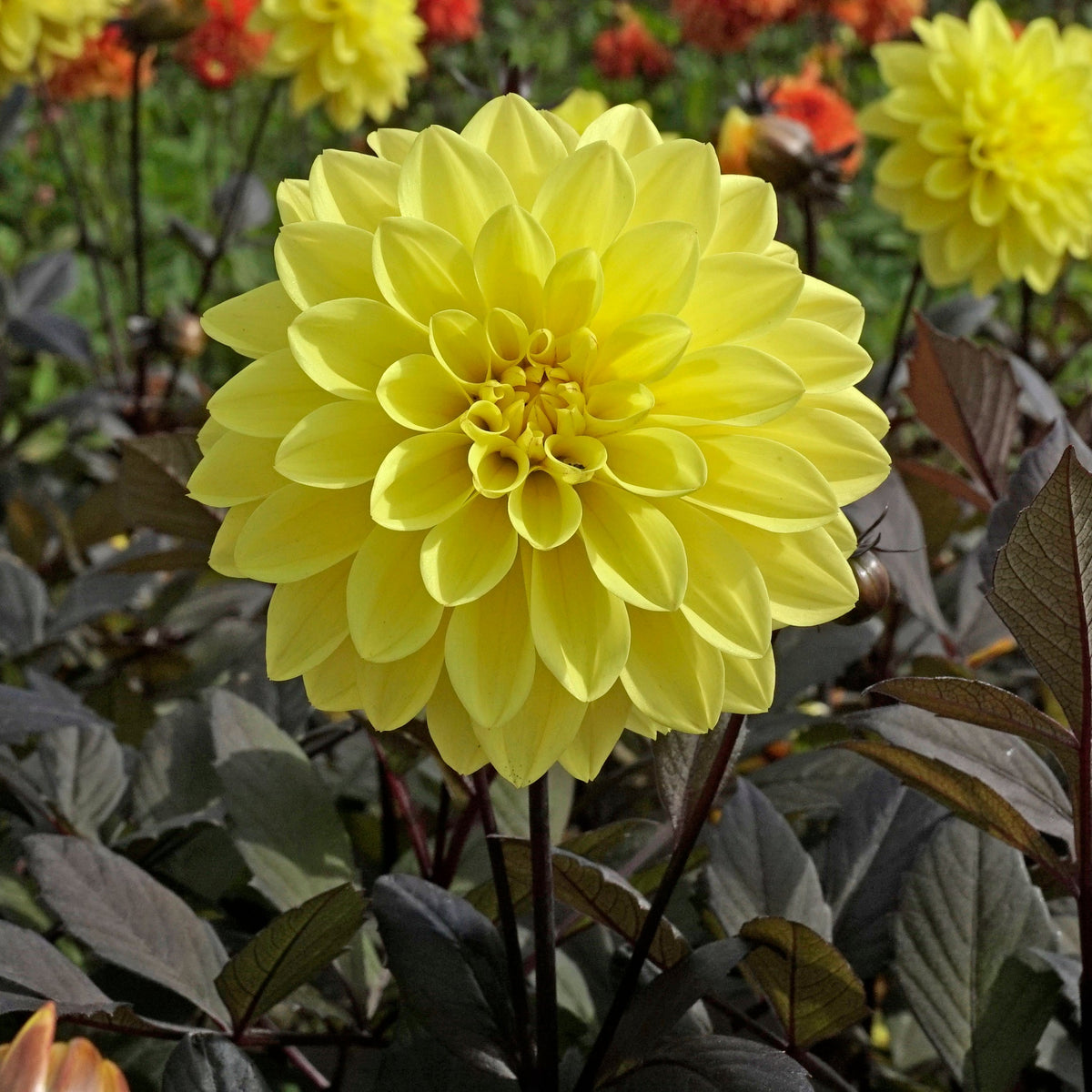 Dahlia Meteorite - Dahlias - Fluwel