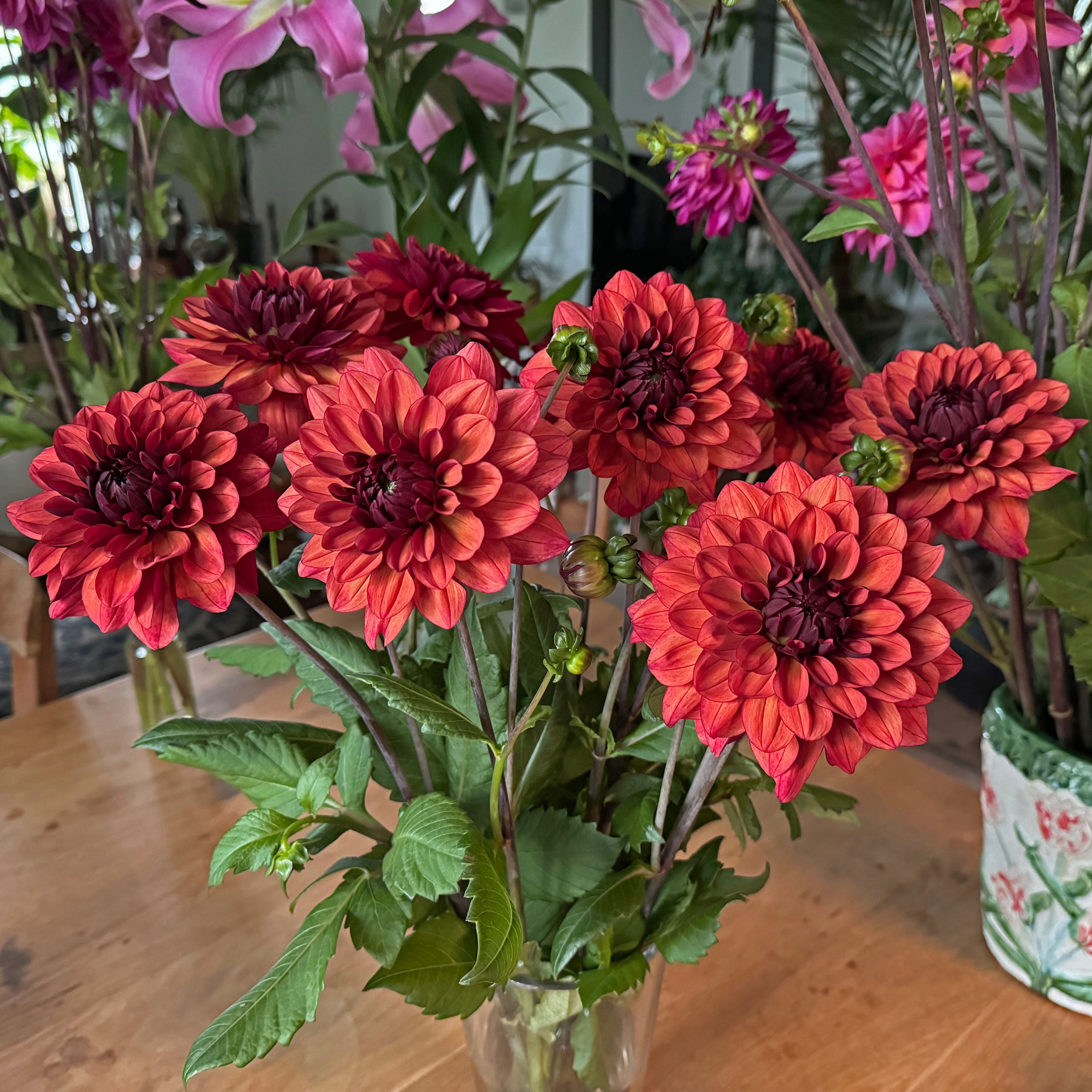 Dahlia Missis Miley - Dahlias - Fluwel