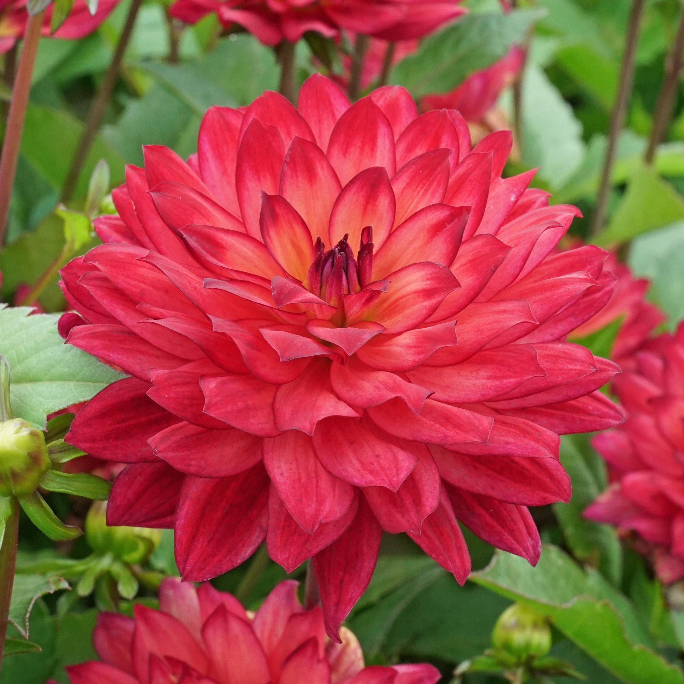 Dahlia Ocean of Love - Dahlias - Fluwel